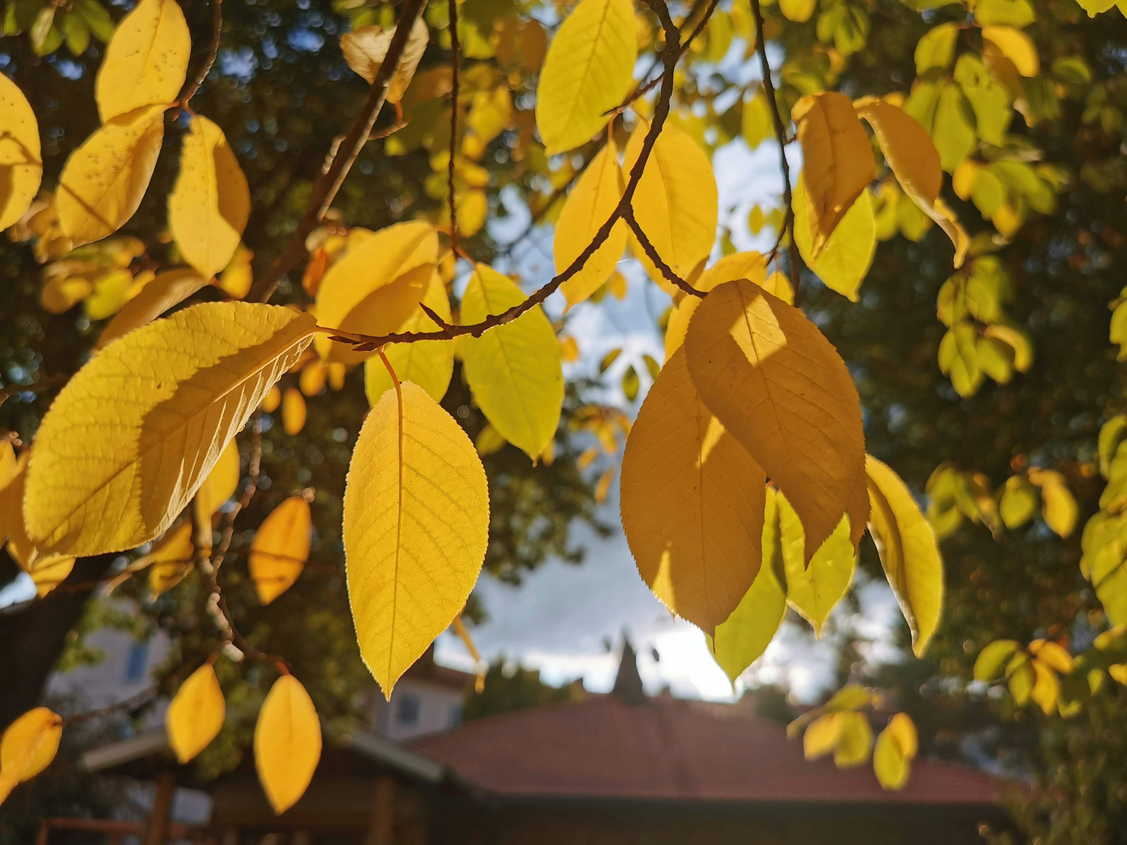 Primer plano de hojas de otoño con tonos amarillos vibrantes