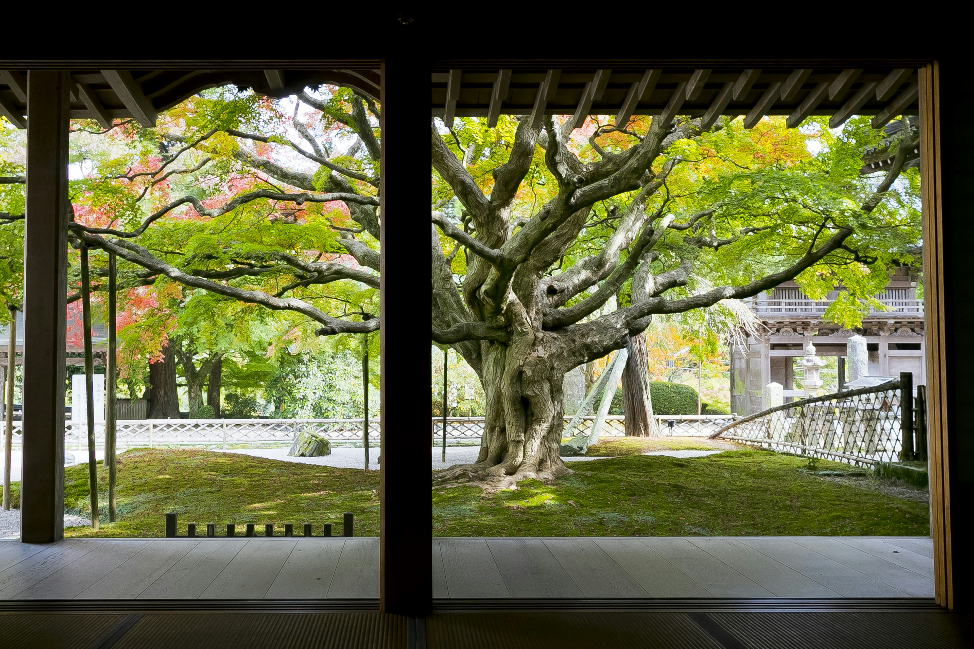 Gran árbol con hojas verdes vibrantes visto a través de una arquitectura tradicional