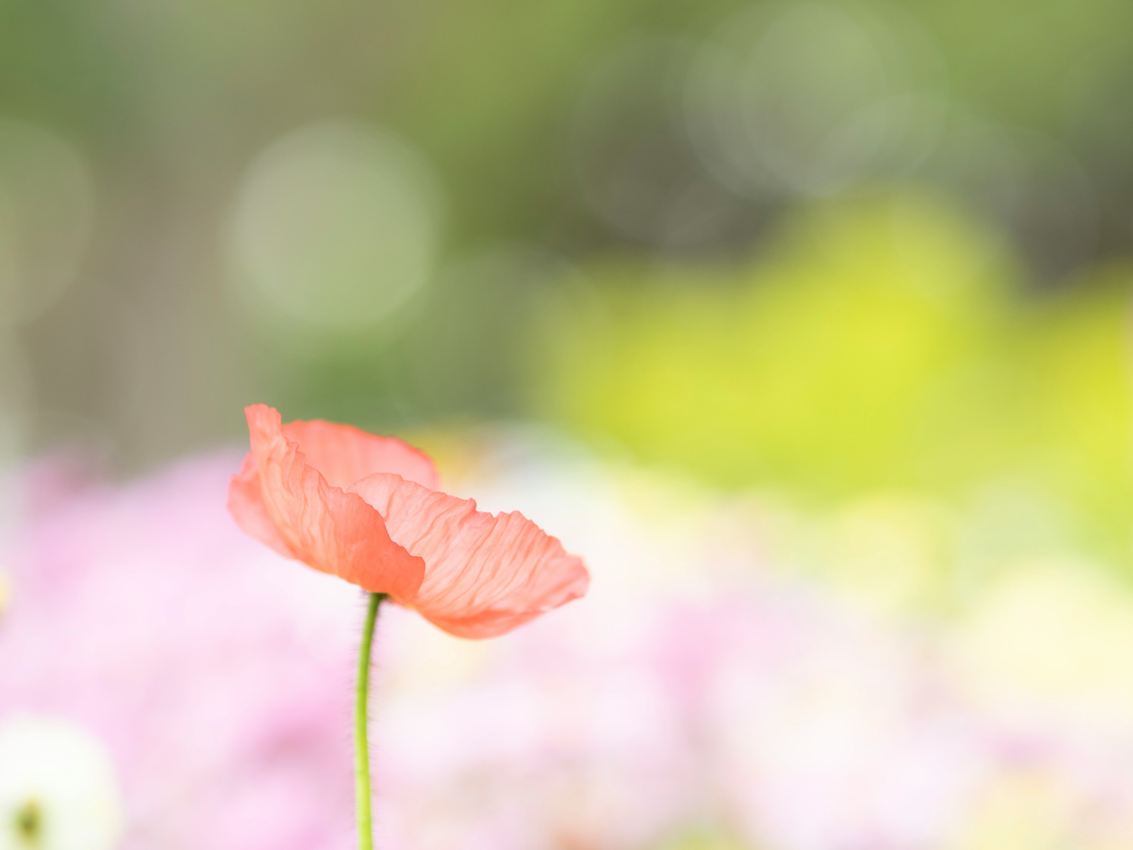 Eine zarte orangefarbene Mohnblume hebt sich vor einem verschwommenen bunten Hintergrund ab