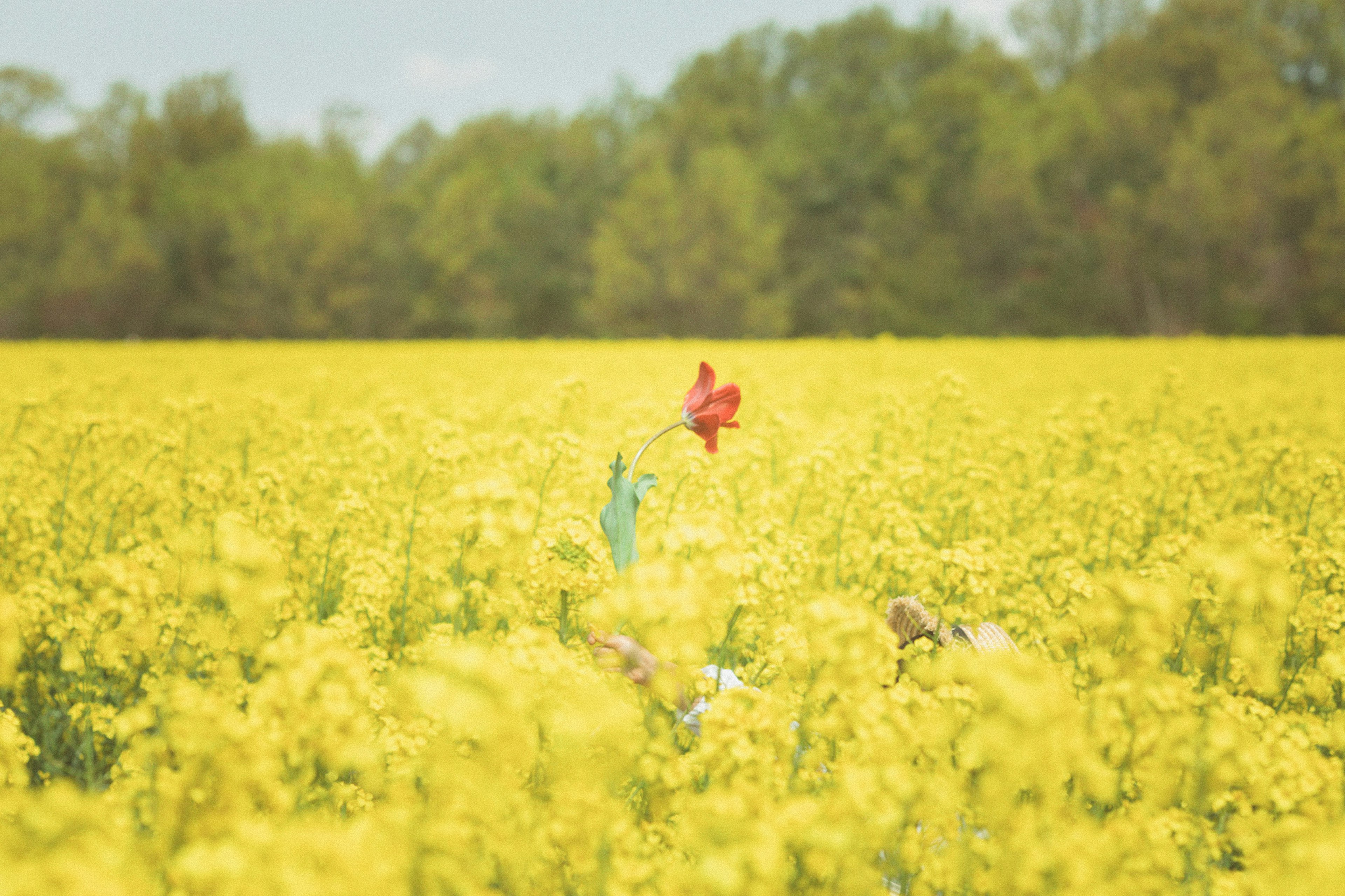 Un vasto campo de flores amarillas con una sola flor roja destacándose