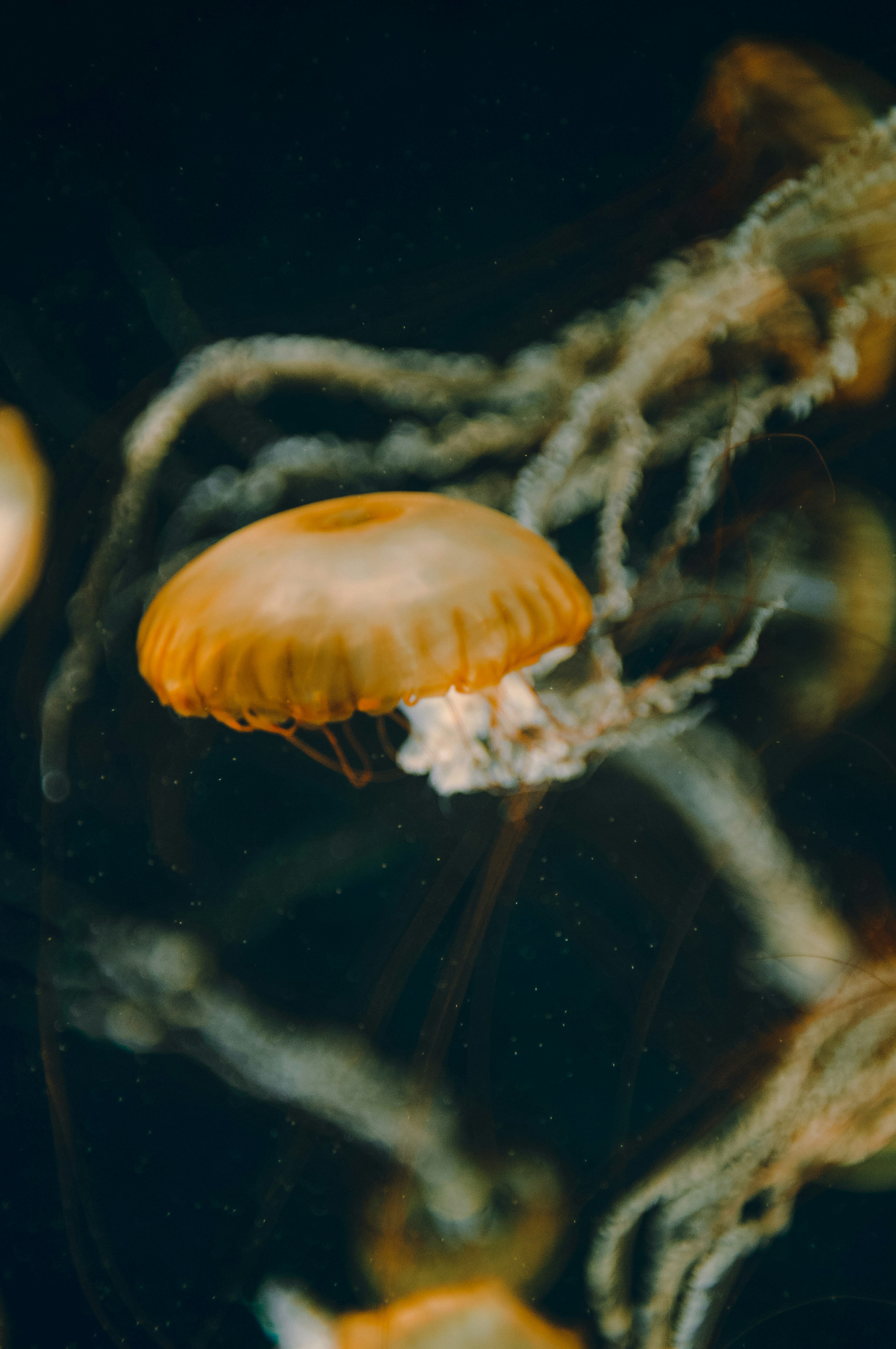 Jellyfish oranye mengapung di air dengan tentakel yang detail