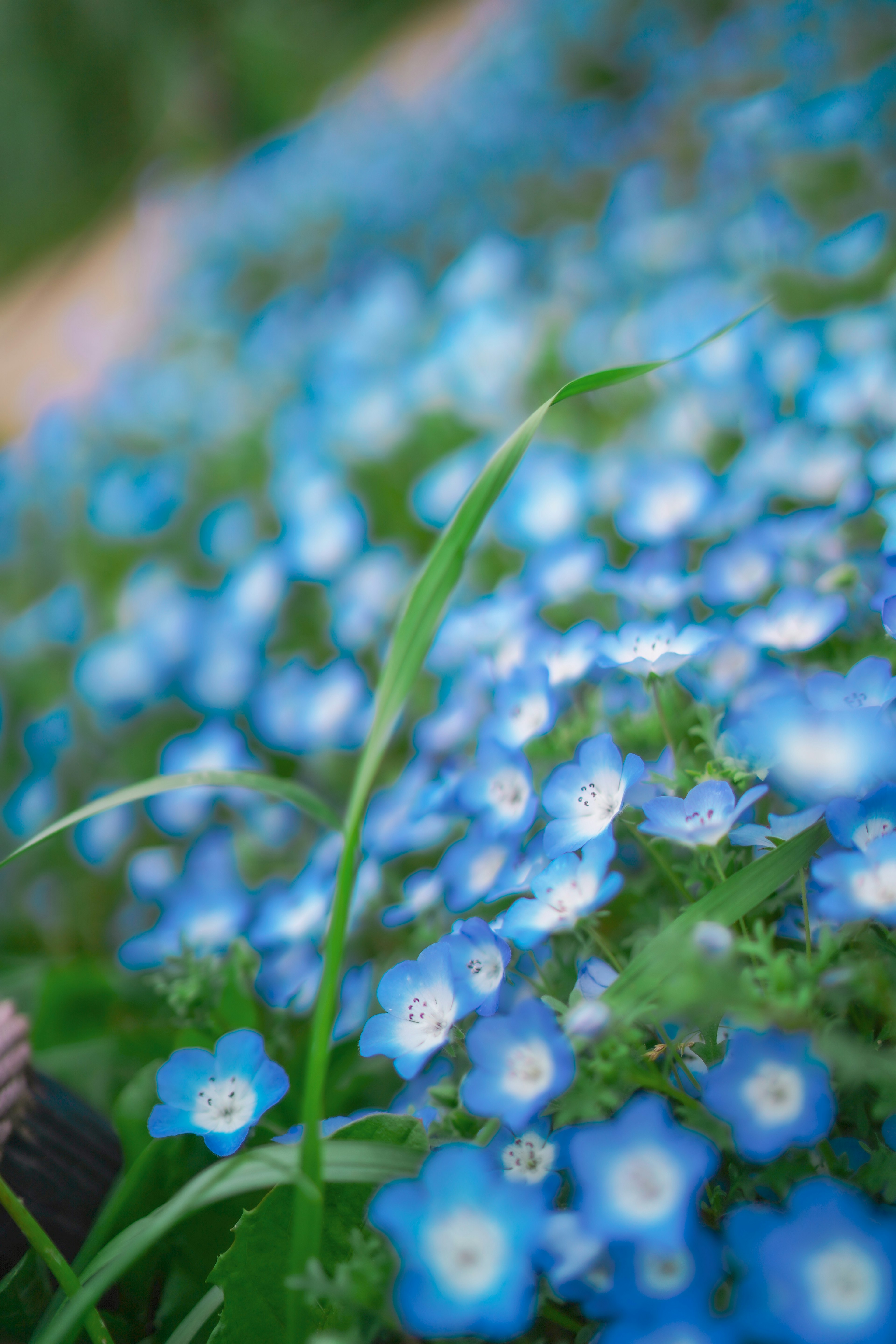 Close-up of a field of blue flowers with green grass