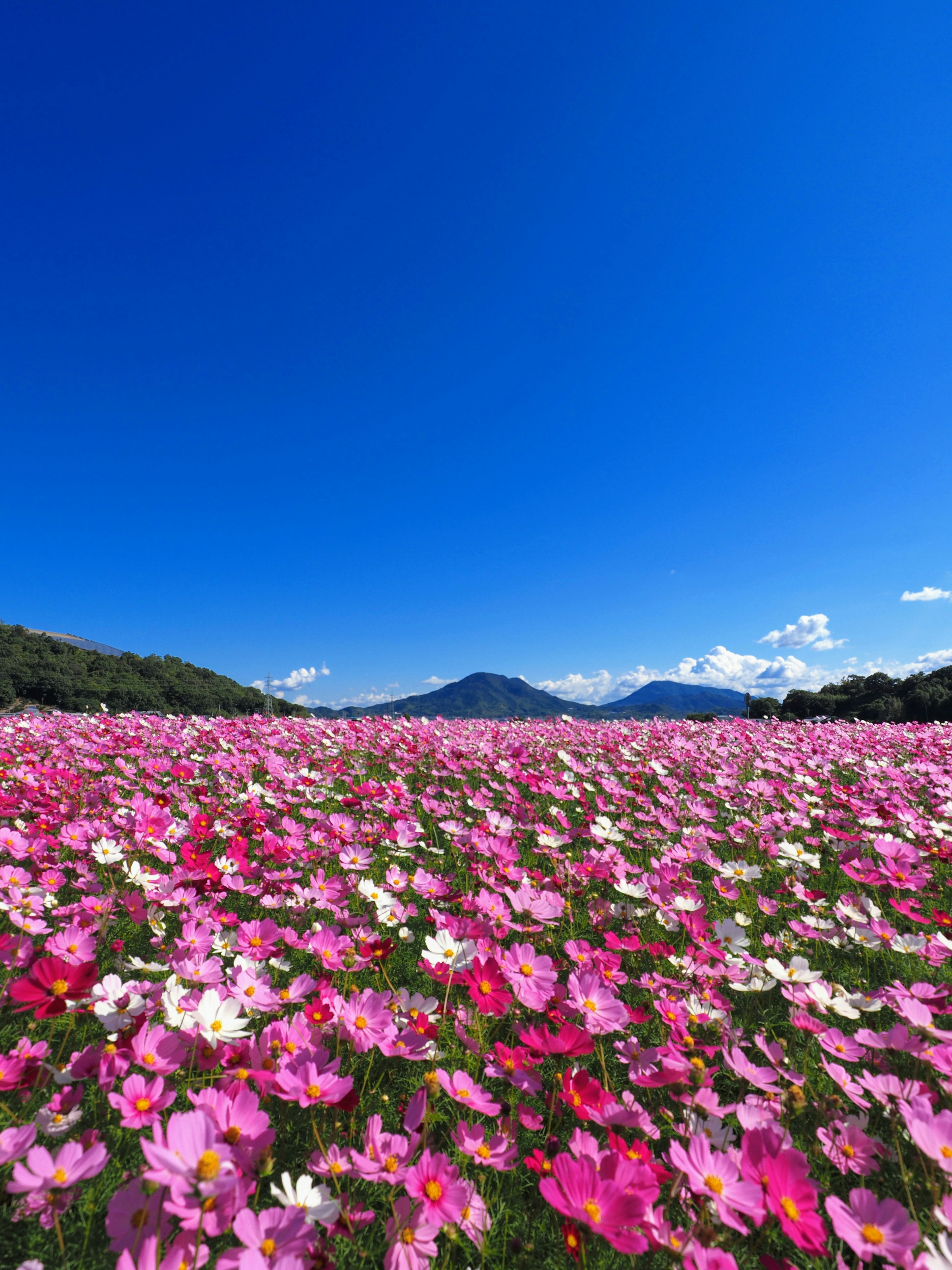 Campo de flores rosas y blancas bajo un cielo azul con montañas