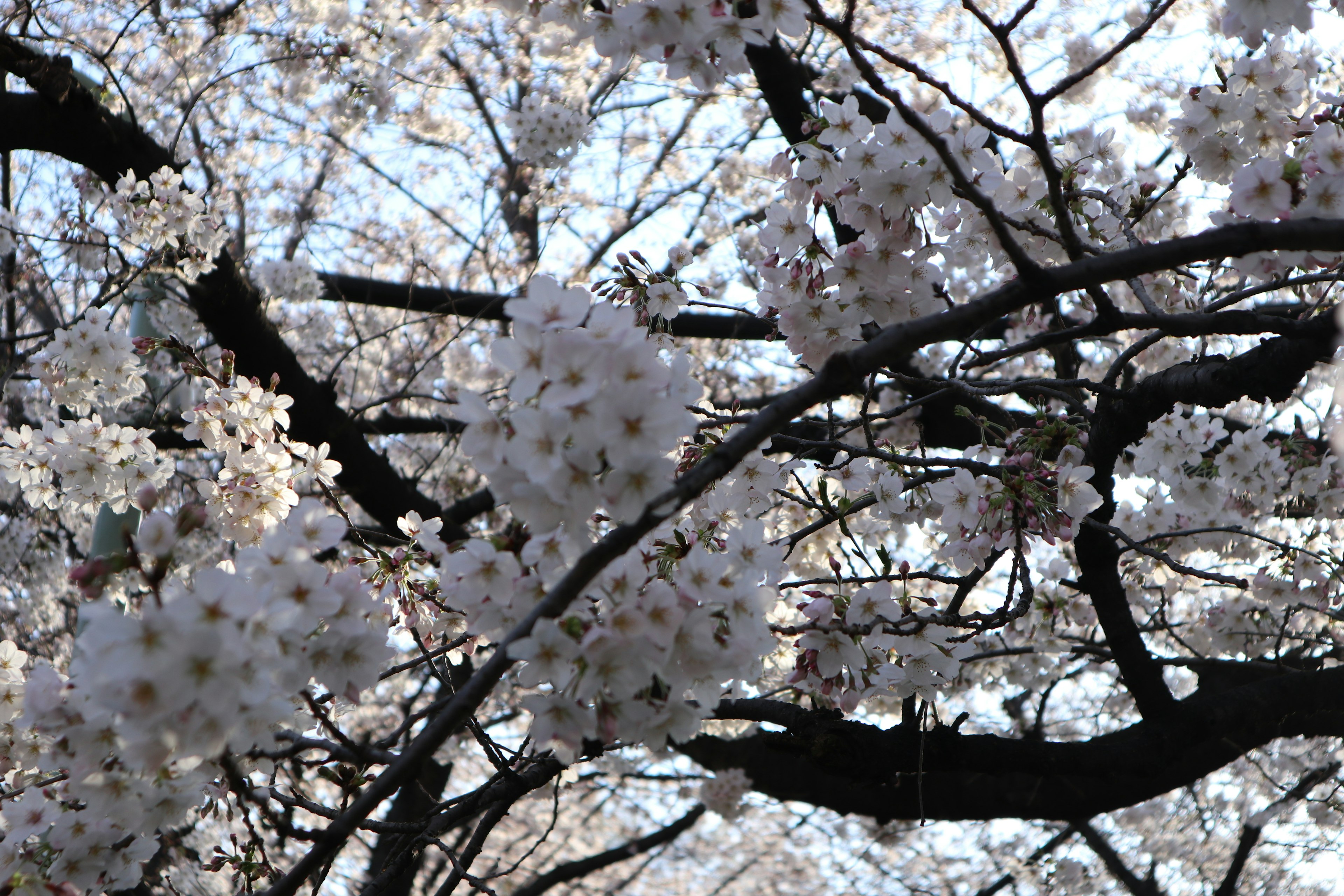 Kedekatan cabang bunga sakura yang mekar