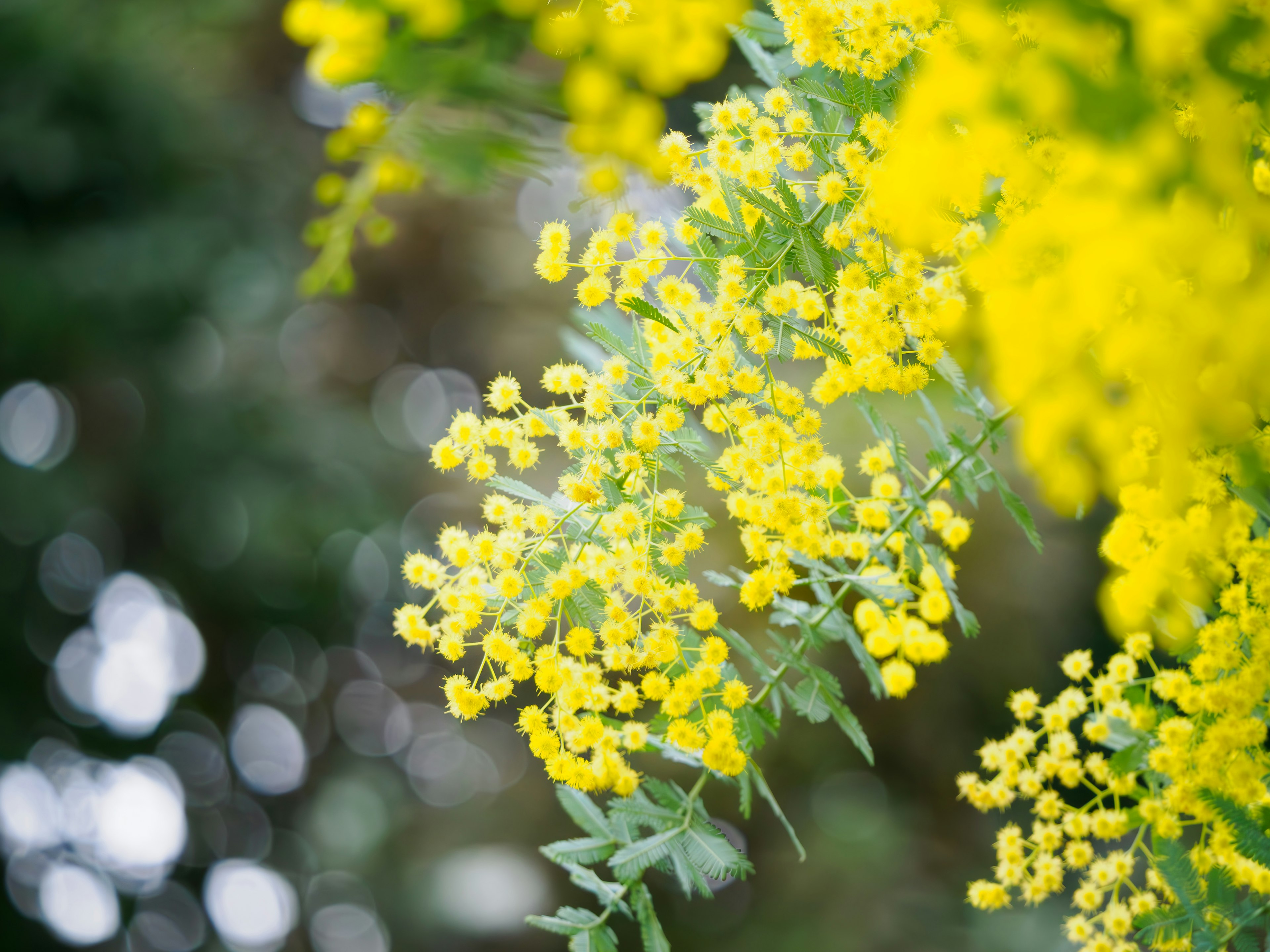 Fiori di mimosa gialli vivaci che fioriscono su un ramo