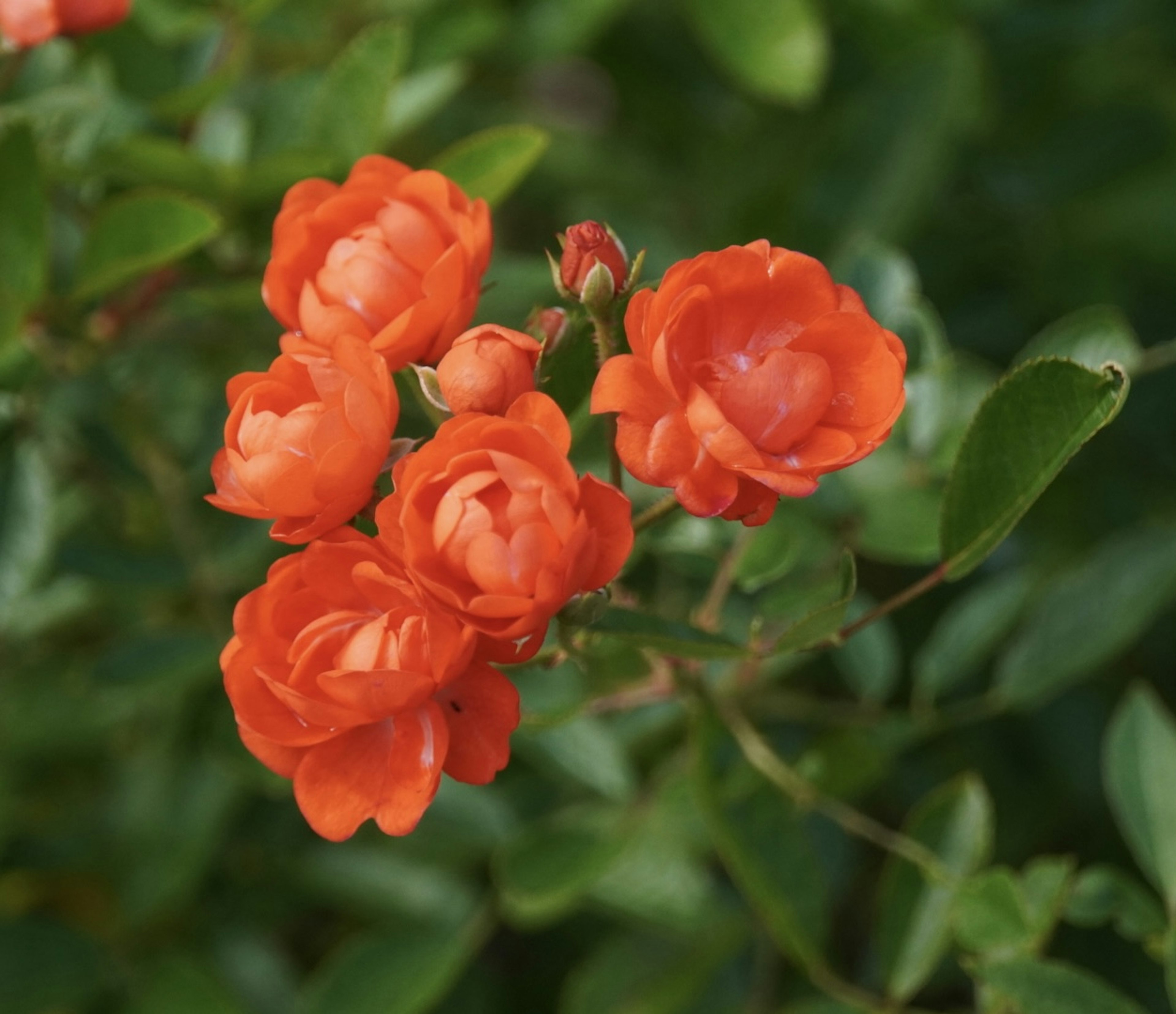 鮮やかなオレンジ色の花が集まって咲いている