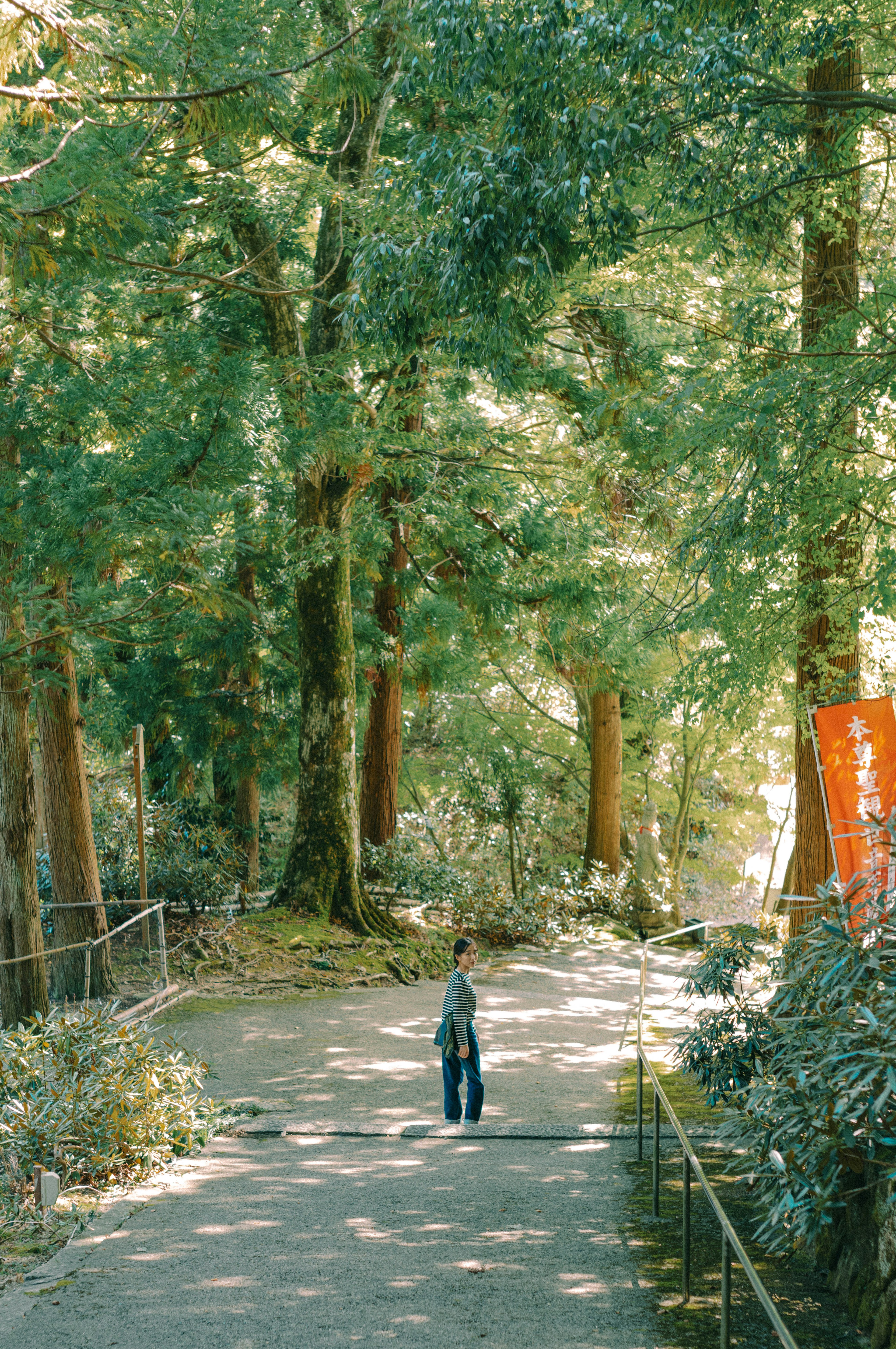 Une personne marchant sur un chemin forestier luxuriant