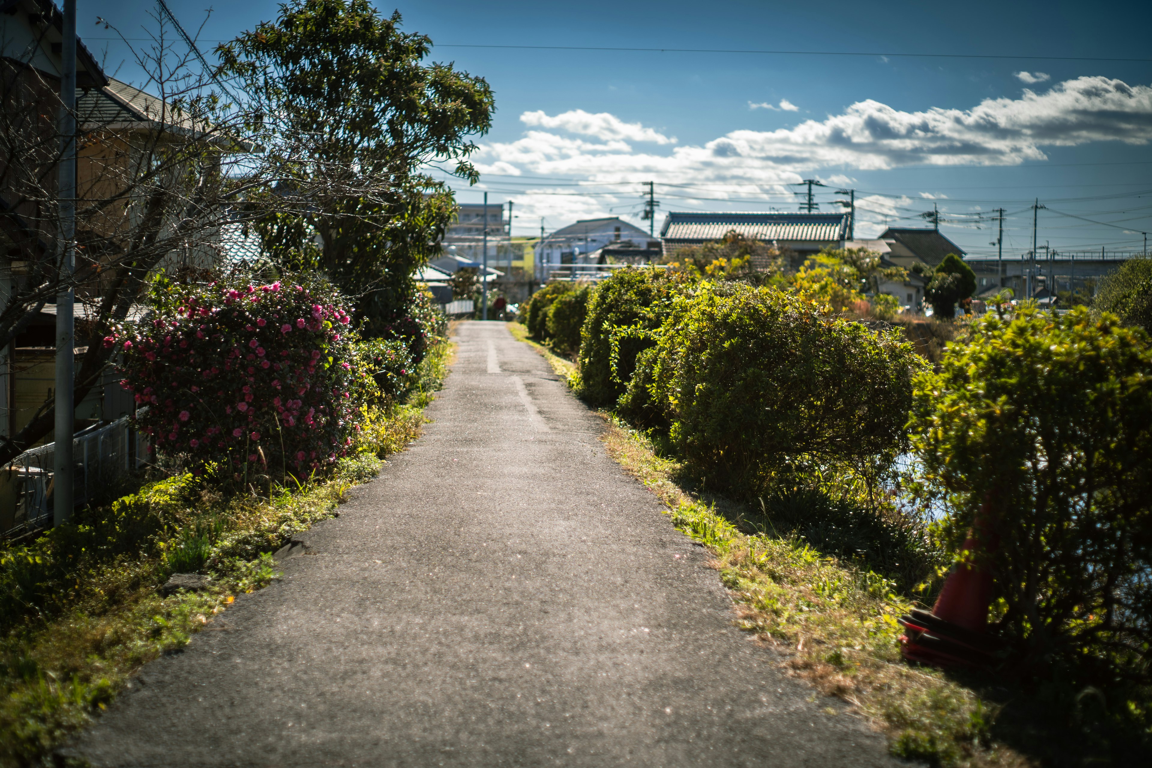 A quiet path lined with green hedges on both sides with houses visible in the distance