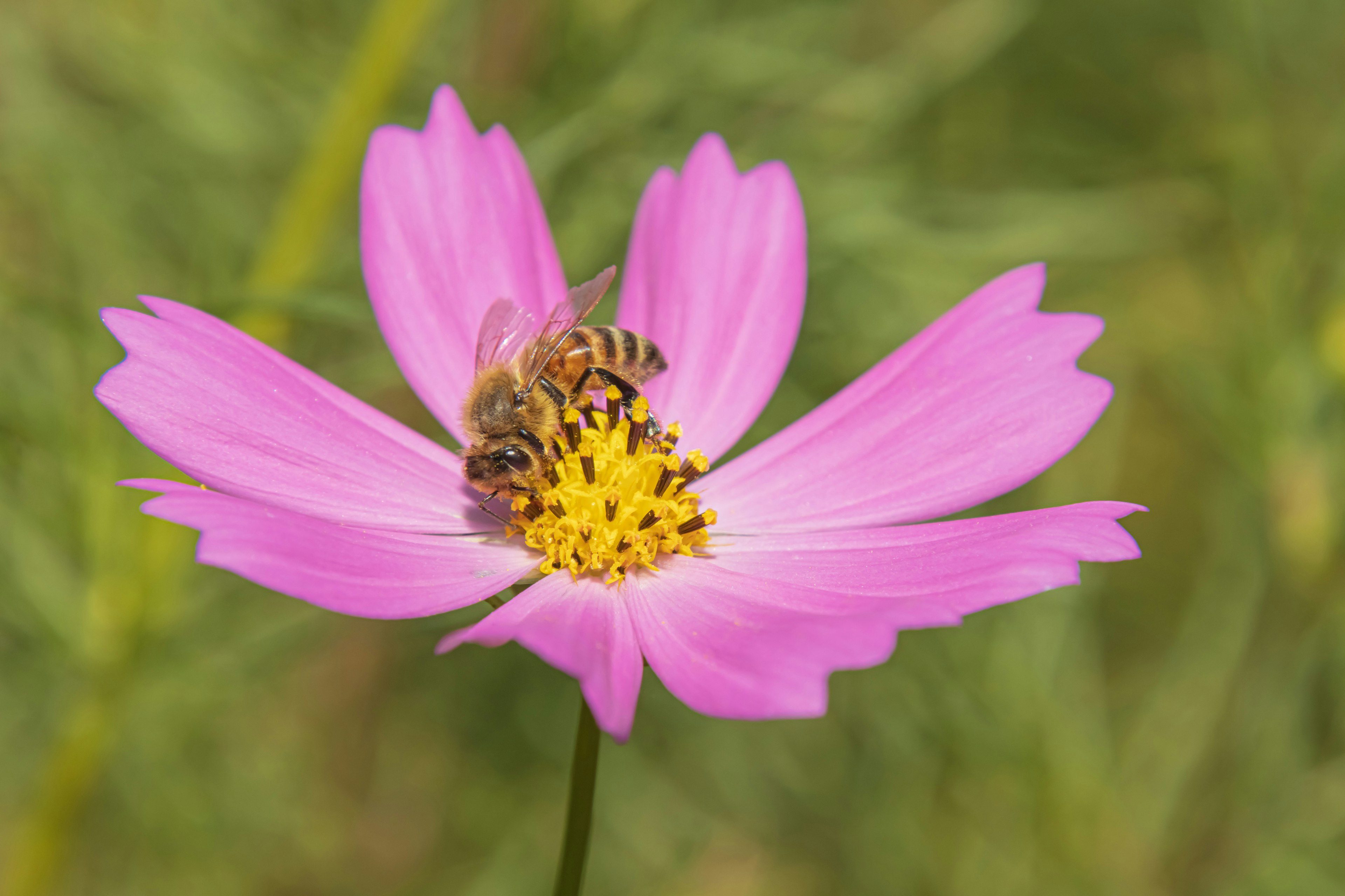 ピンクのコスモスの花にとまるミツバチ