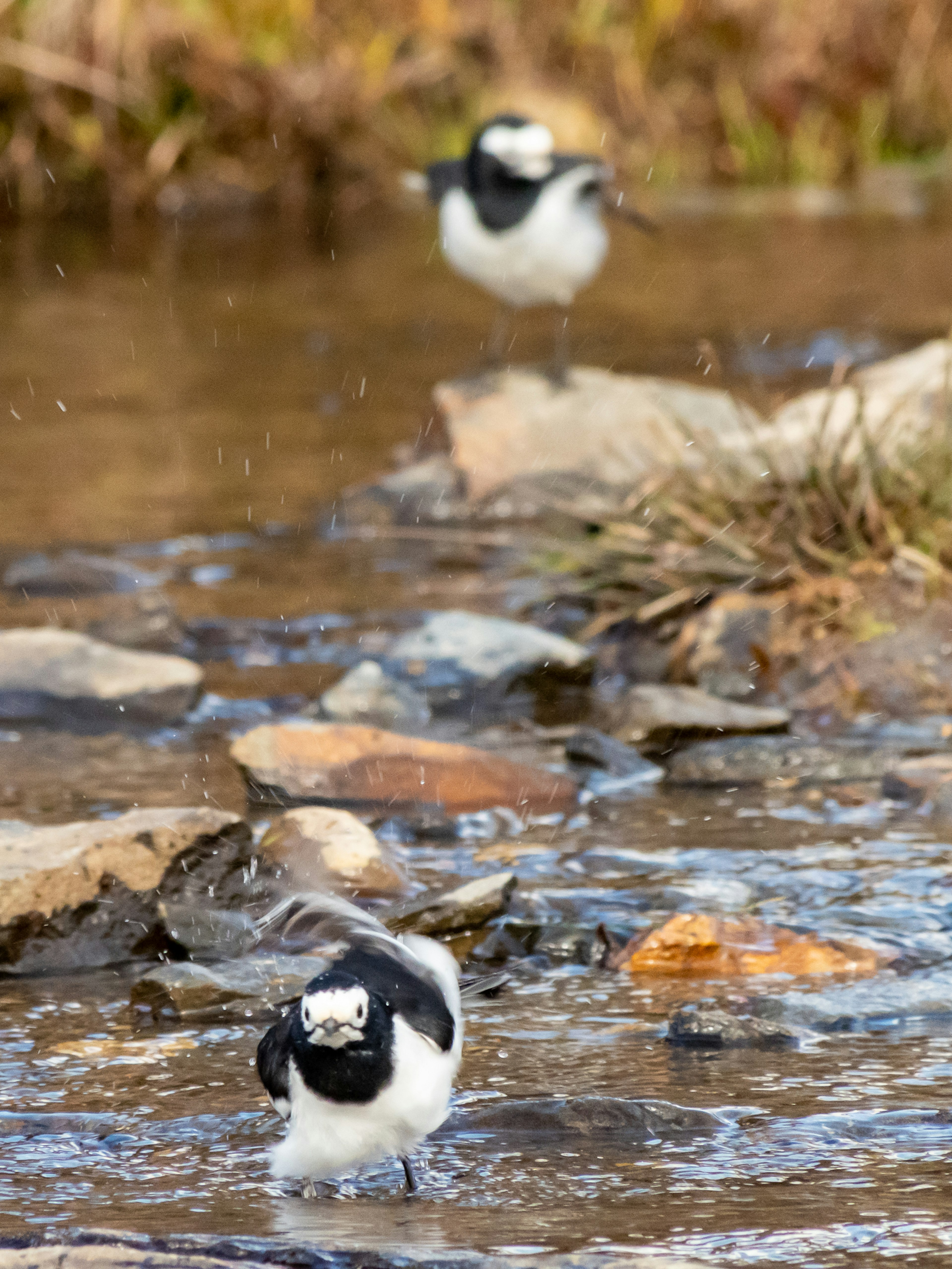 Deux oiseaux noir et blanc se tenant près d'un ruisseau