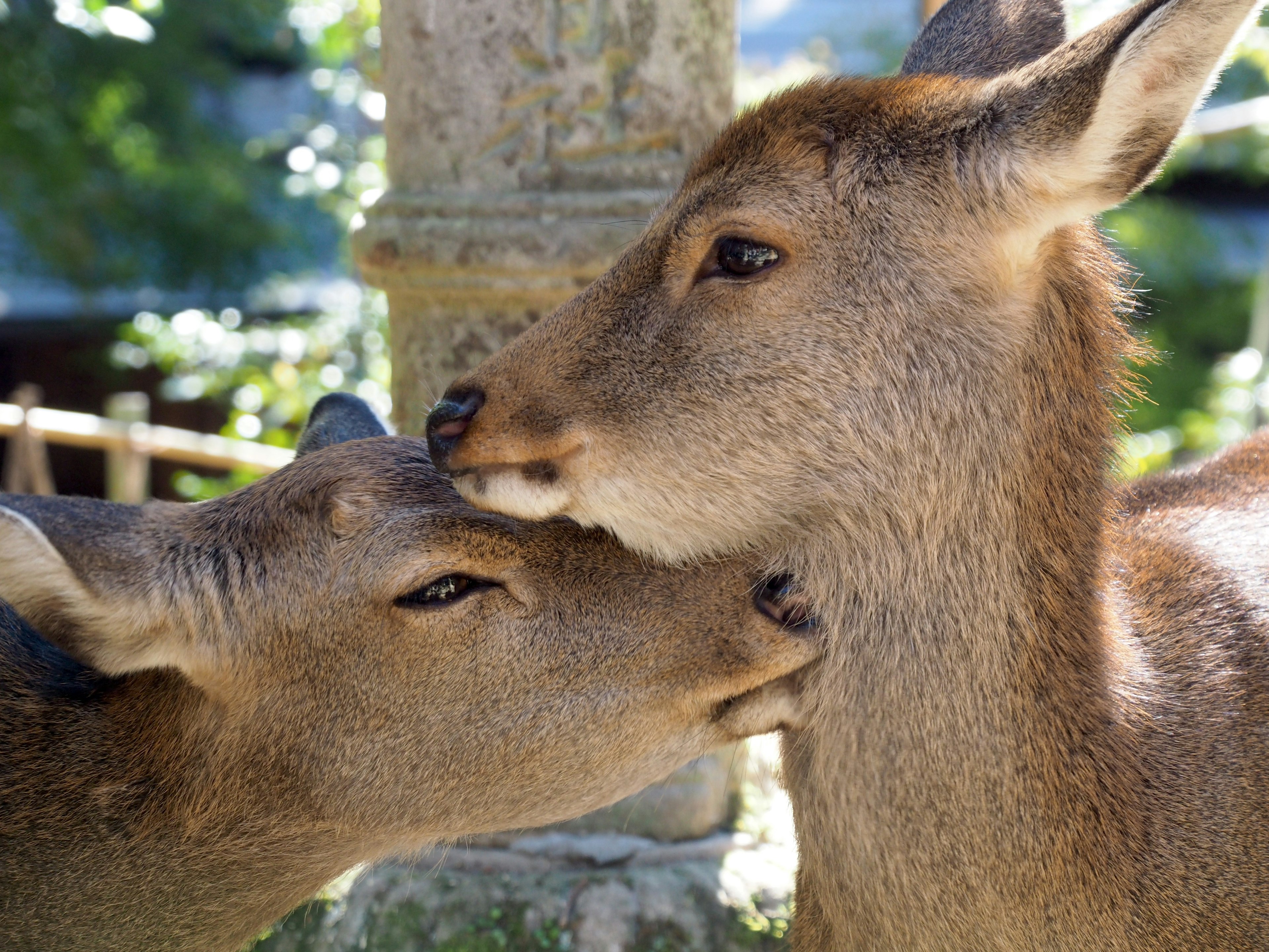 Image of two deer interacting closely with each other