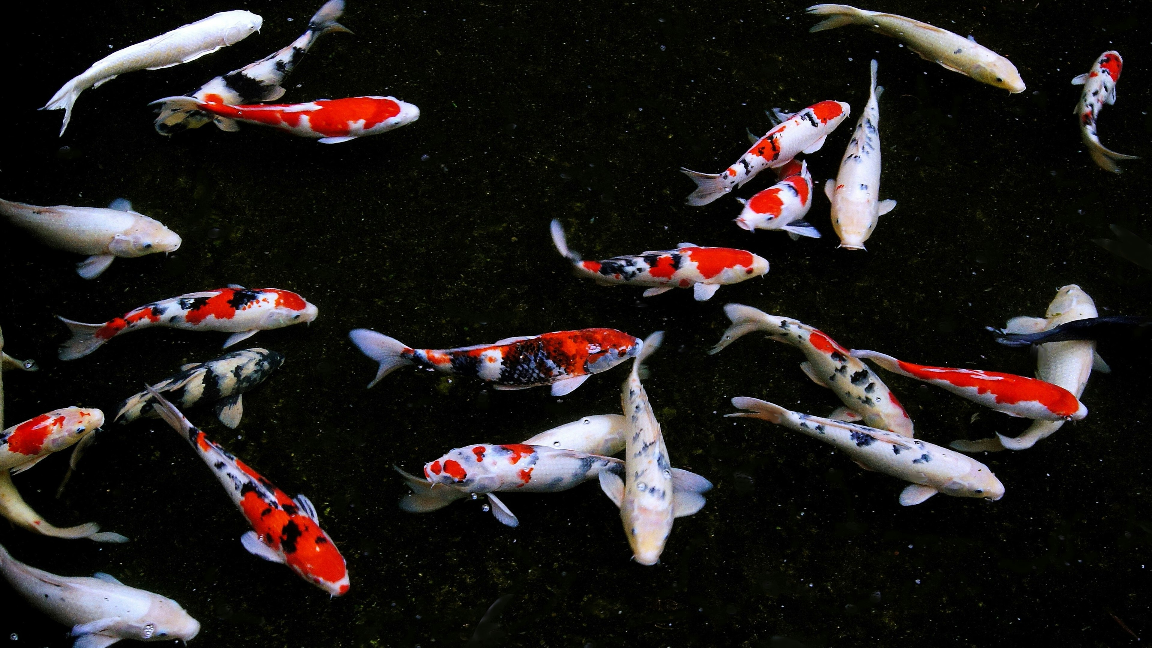 Un grupo de peces koi nadando sobre un fondo negro patrones vibrantes rojos y blancos