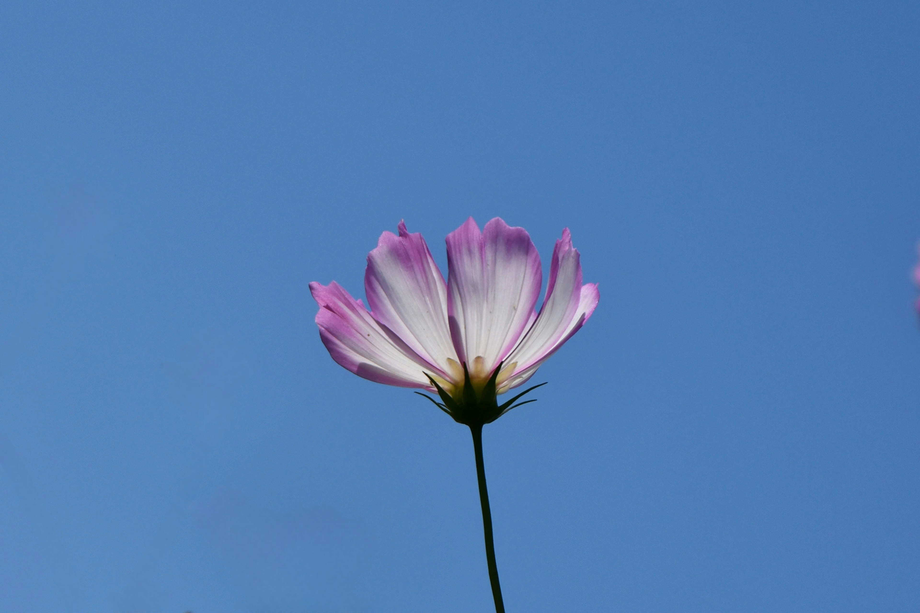 青空の下に咲くピンクのコスモスの花