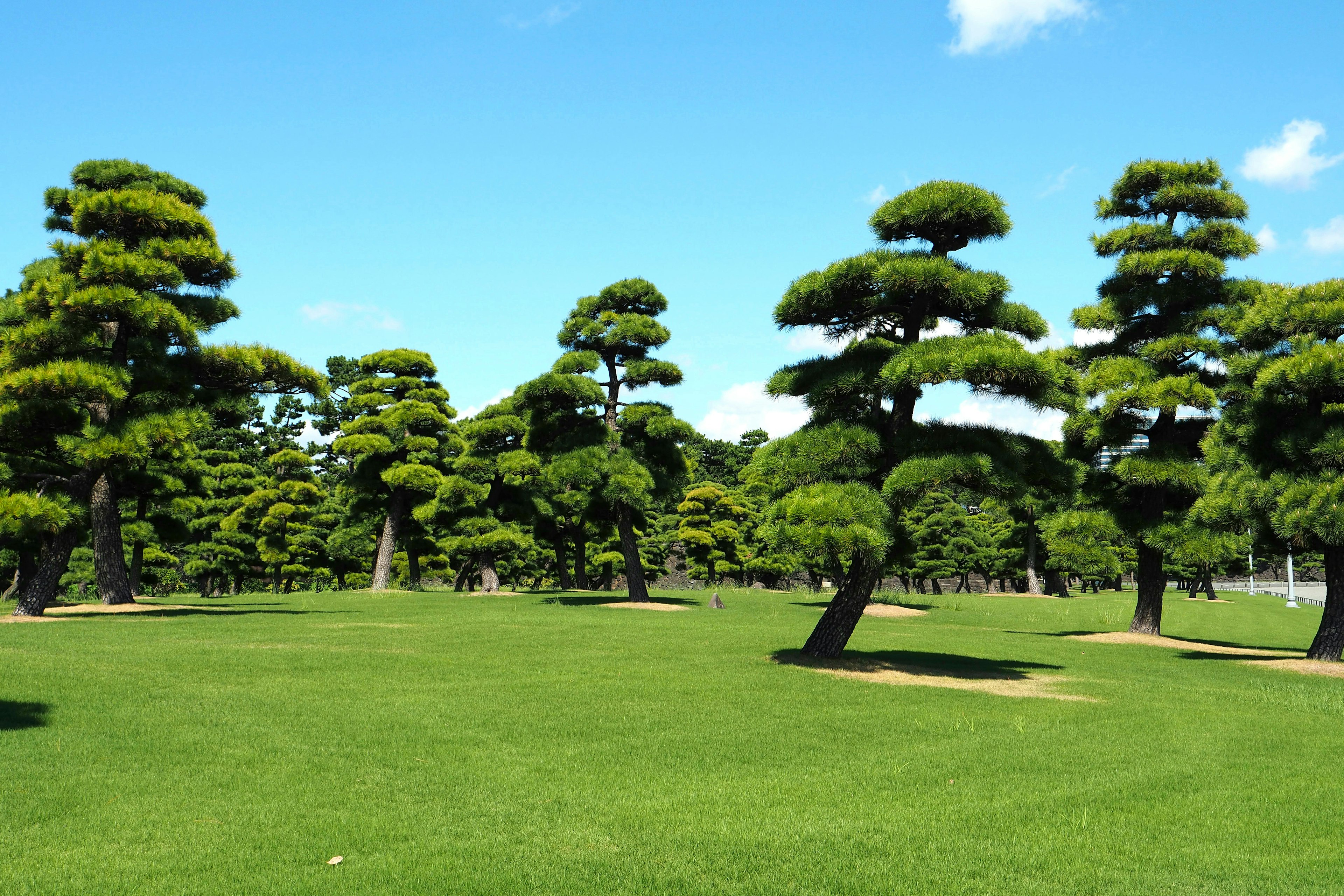 Lapangan rumput hijau dengan pohon pinus di bawah langit biru