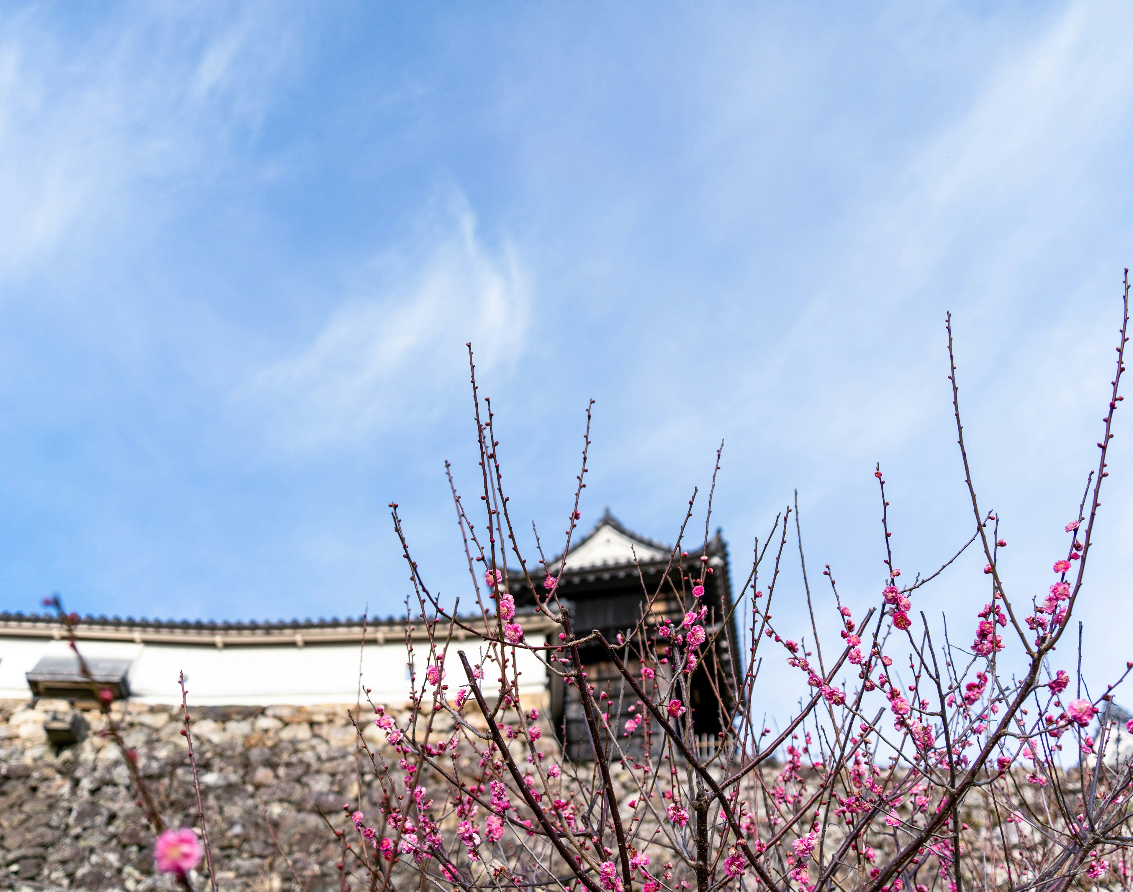 Flores de cerezo floreciendo bajo un cielo azul con un edificio en la muralla del castillo