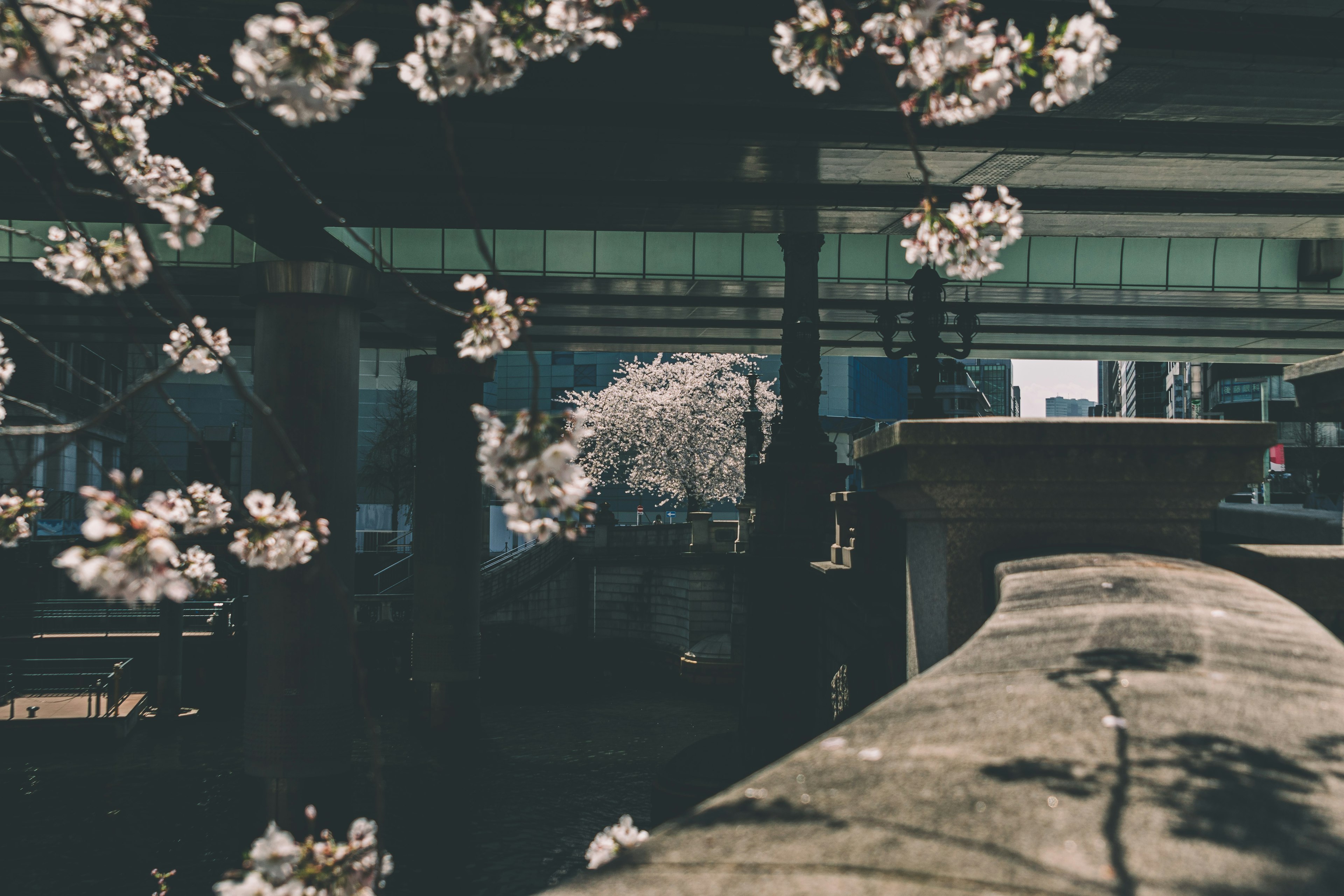 桜の花が咲いている風景と建物の構造