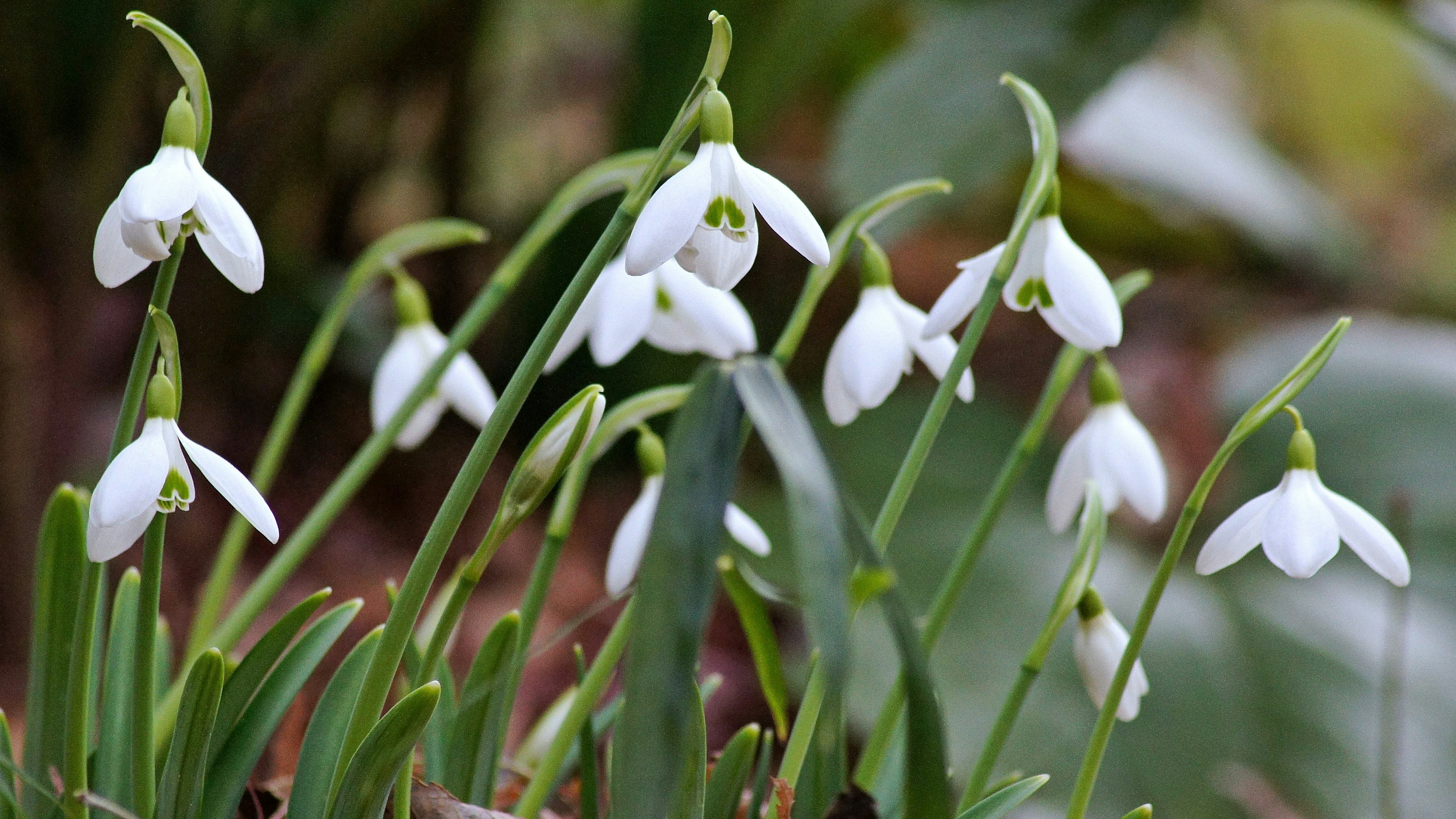 Bunga snowdrop mekar di taman