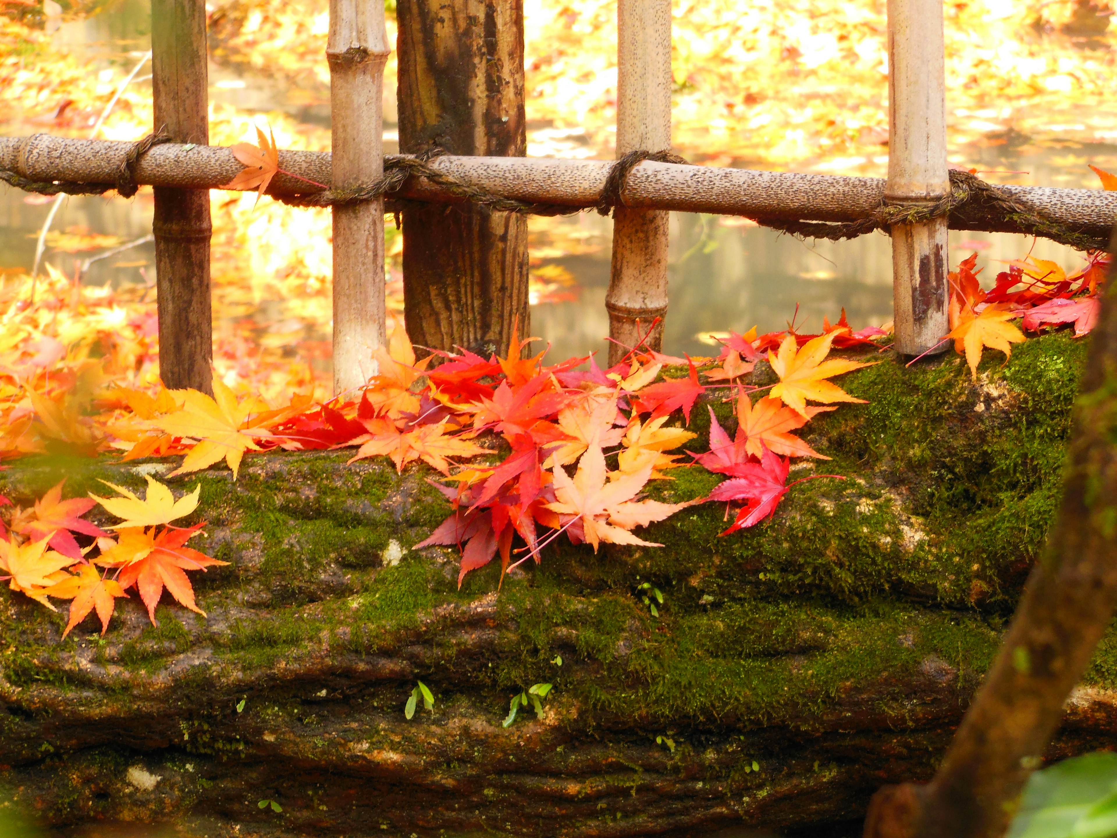 Autumn scene with vibrant maple leaves and bamboo fence