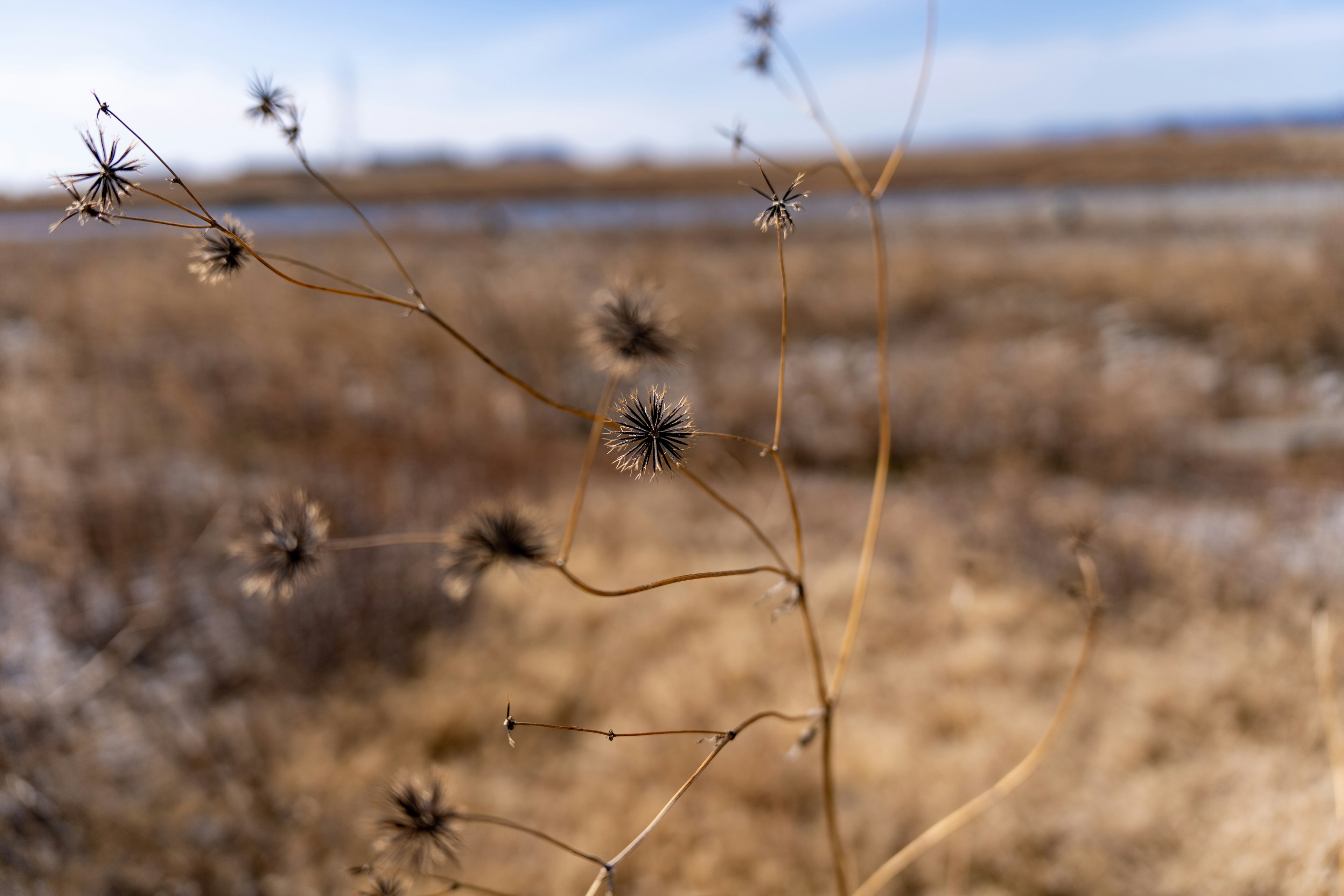 Herbe et fleurs sèches dans un paysage naturel