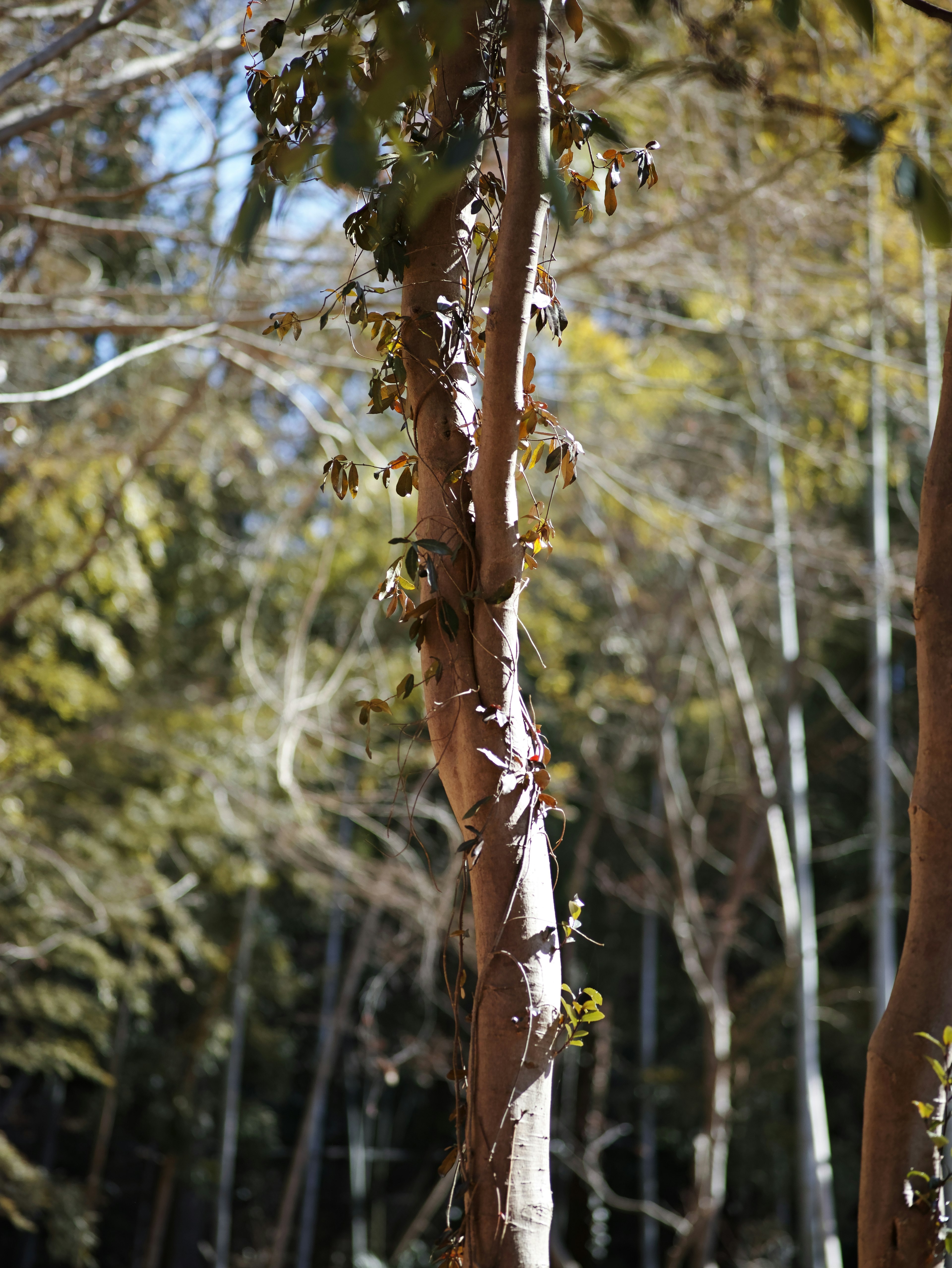 Un árbol delgado con hojas verdes en un bosque de bambú