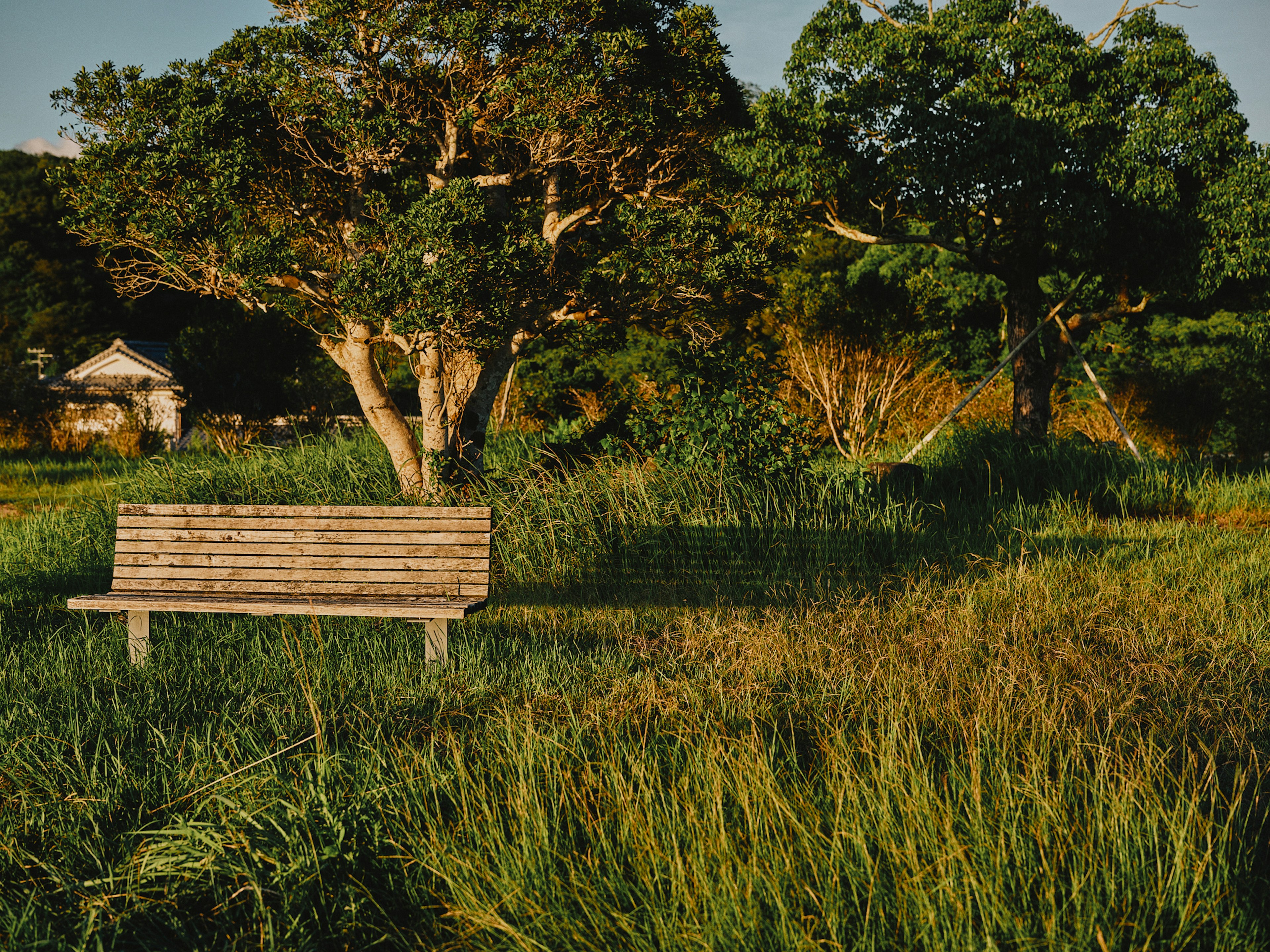 Banc en bois dans une prairie verte entourée d'arbres