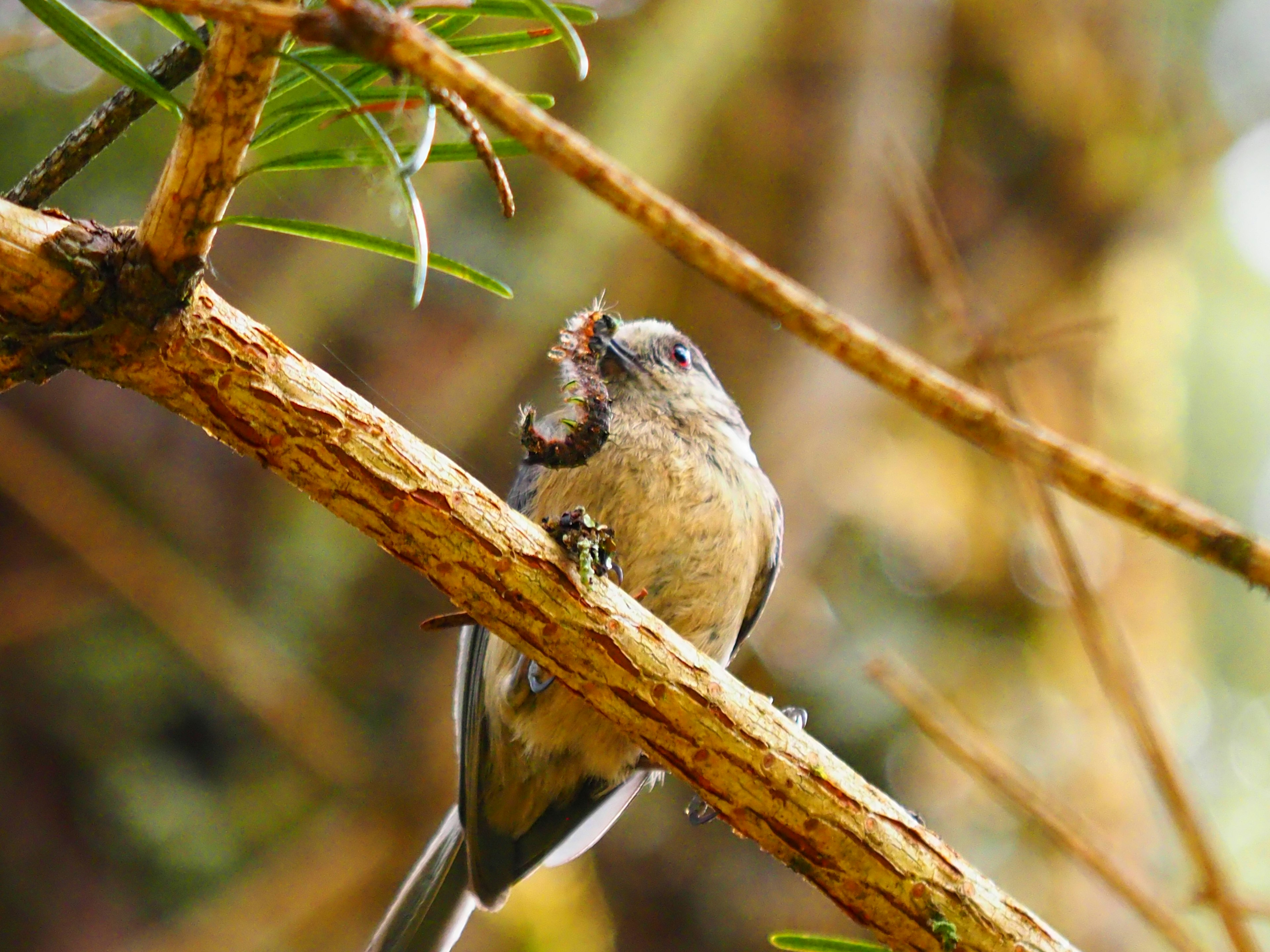 木の枝に止まる小さな鳥が虫を食べている