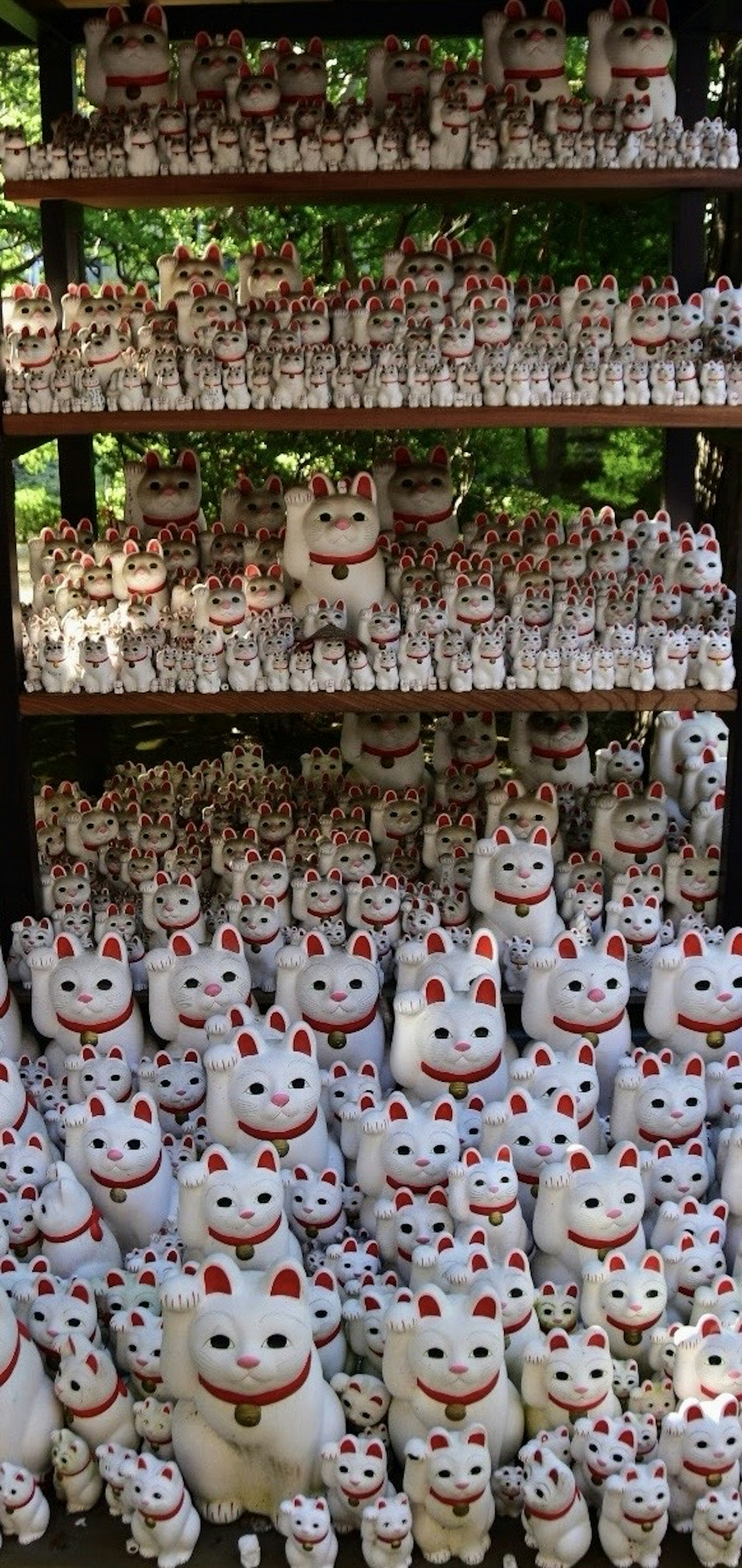 A large collection of lucky cat figurines arranged on shelves