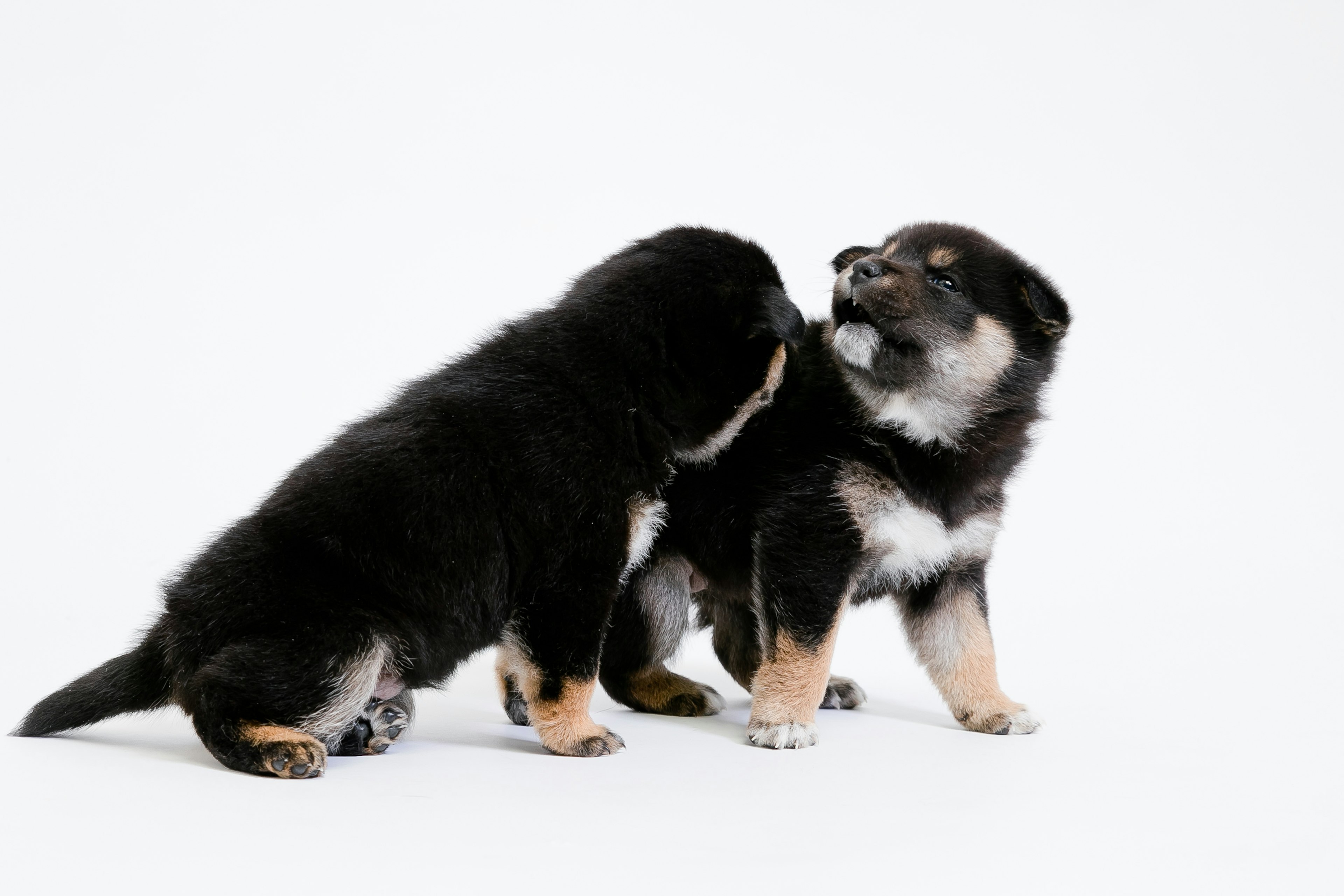 Dua anak anjing yang bermain dalam adegan yang lucu