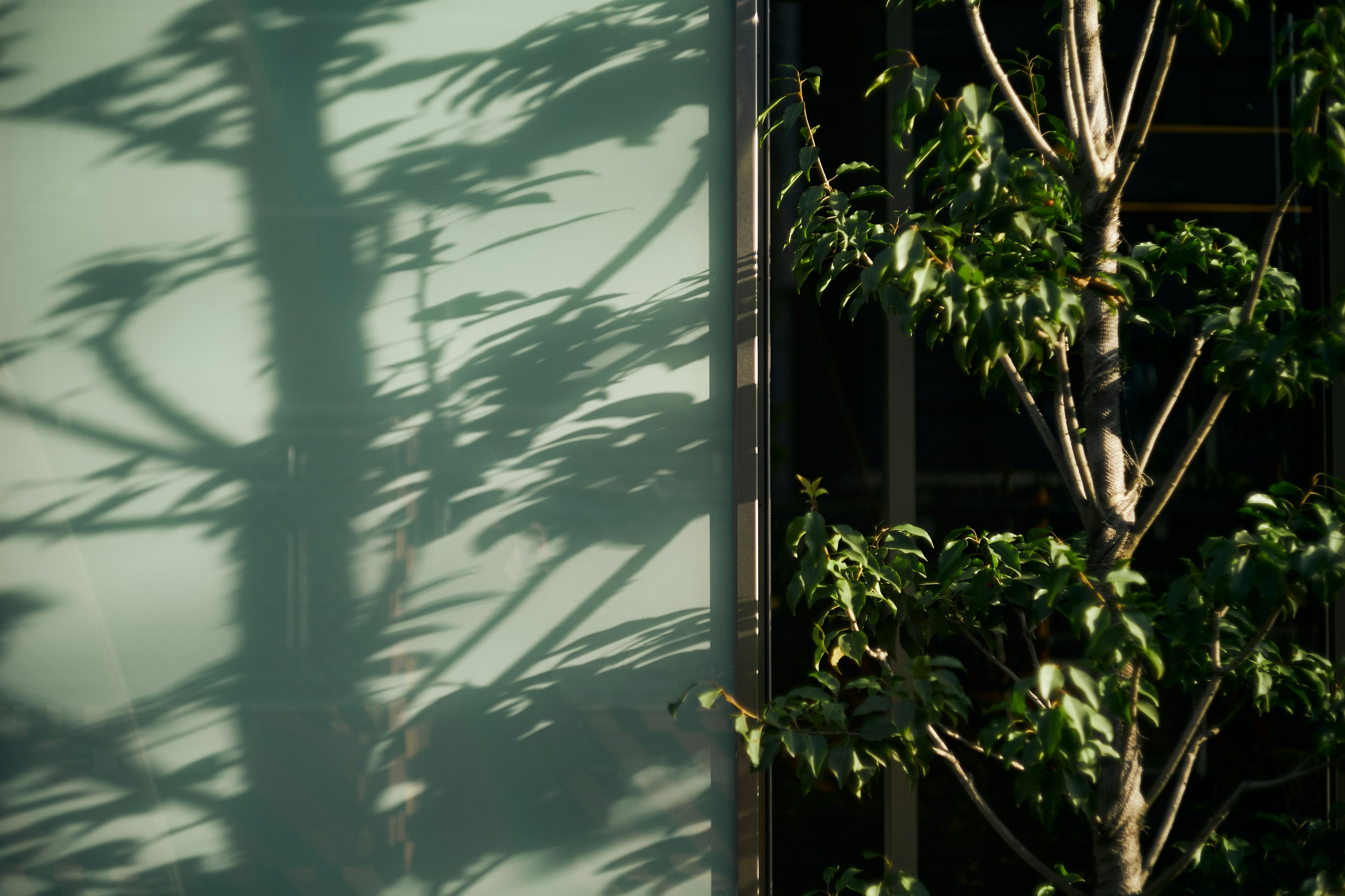 Imagen de una pared verde con sombras de árboles