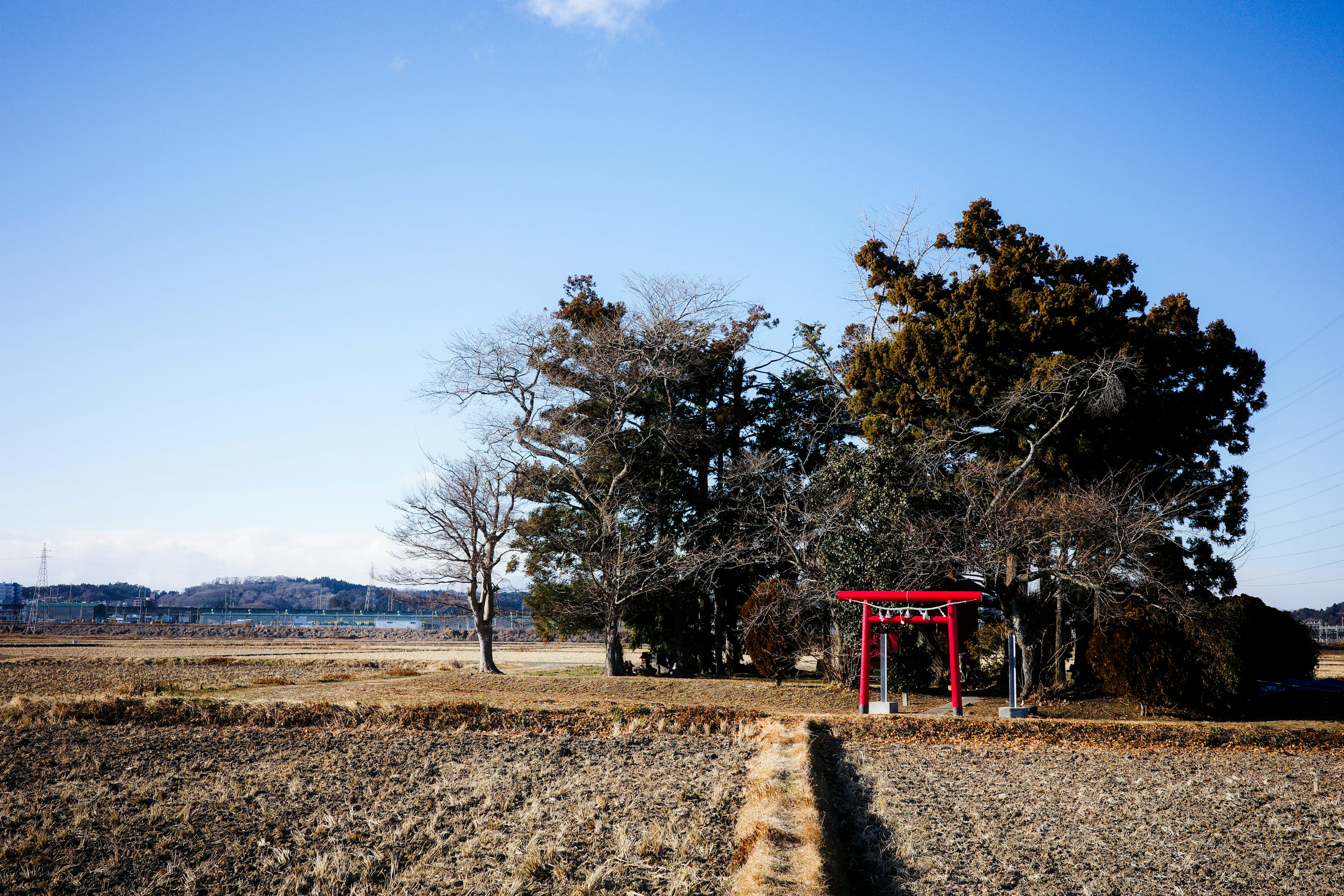 田園風景にある赤い鳥居と樹木のある風景