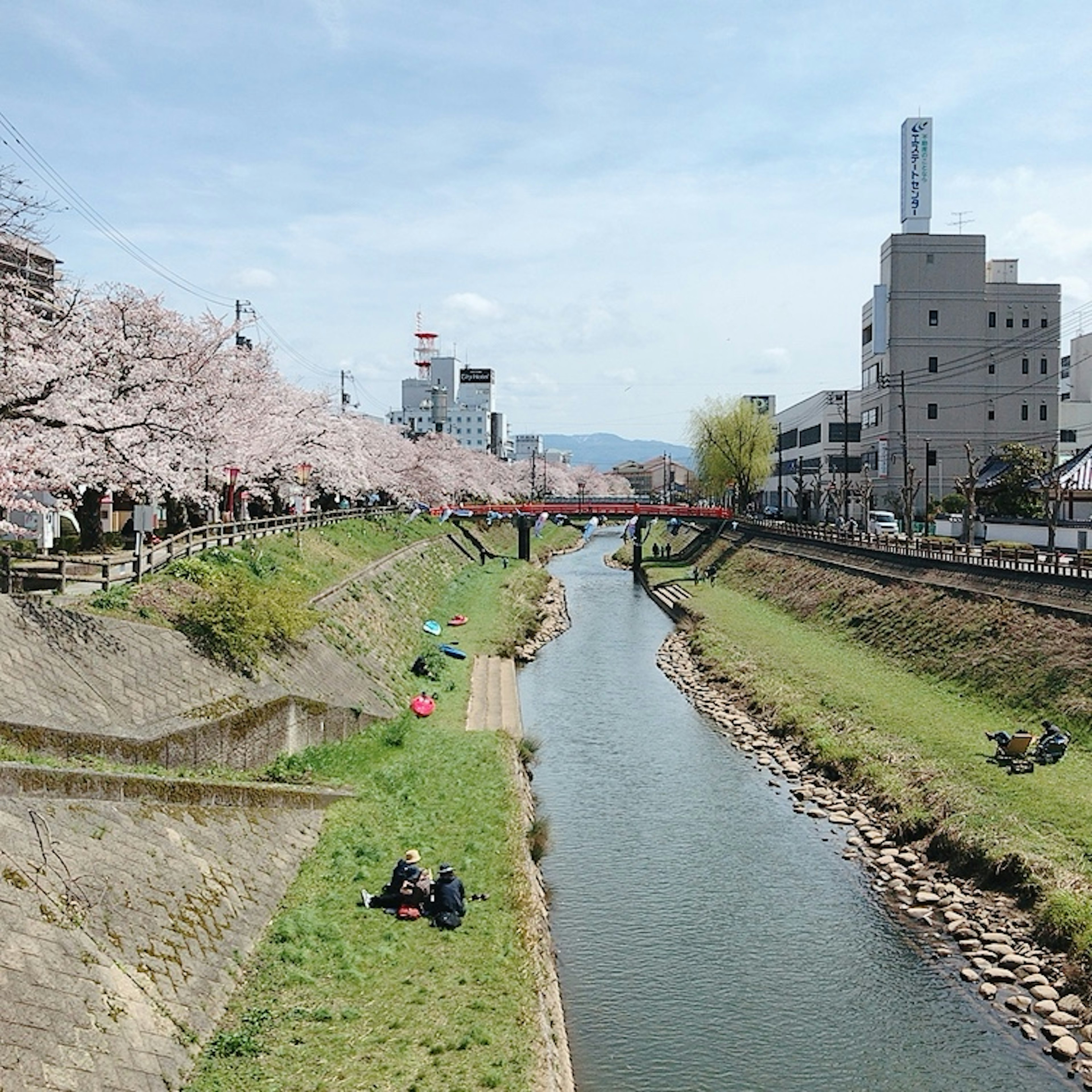 Pemandangan indah di tepi sungai dengan pohon sakura dan orang-orang duduk