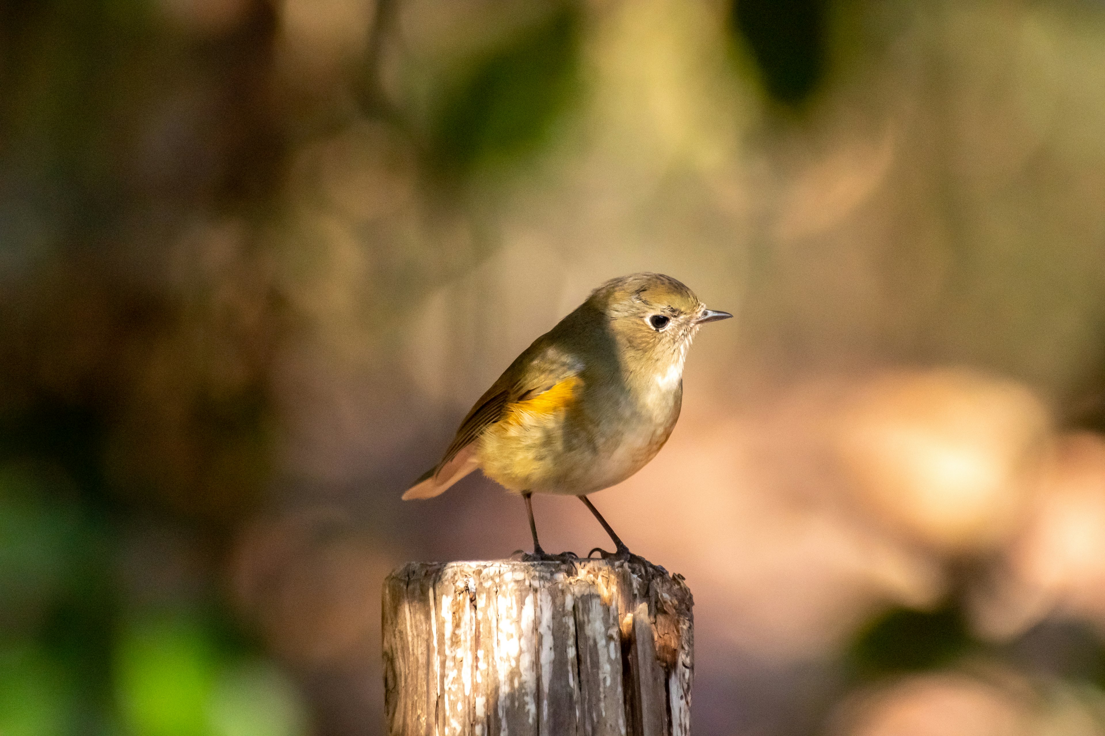 Ein kleiner Vogel auf einem Baumstumpf