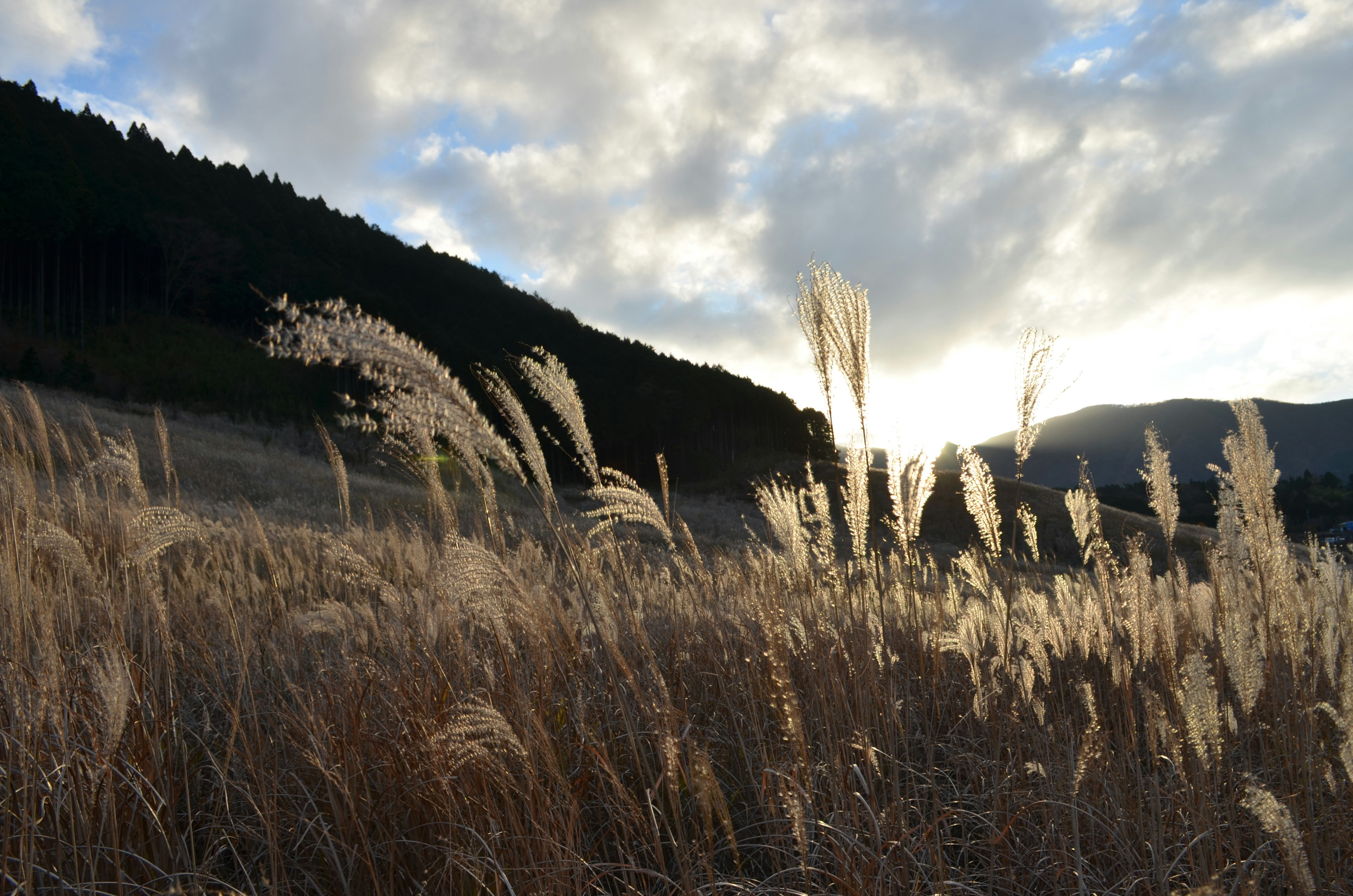 Paesaggio di erba con spighe alte illuminate dal tramonto e montagne sullo sfondo