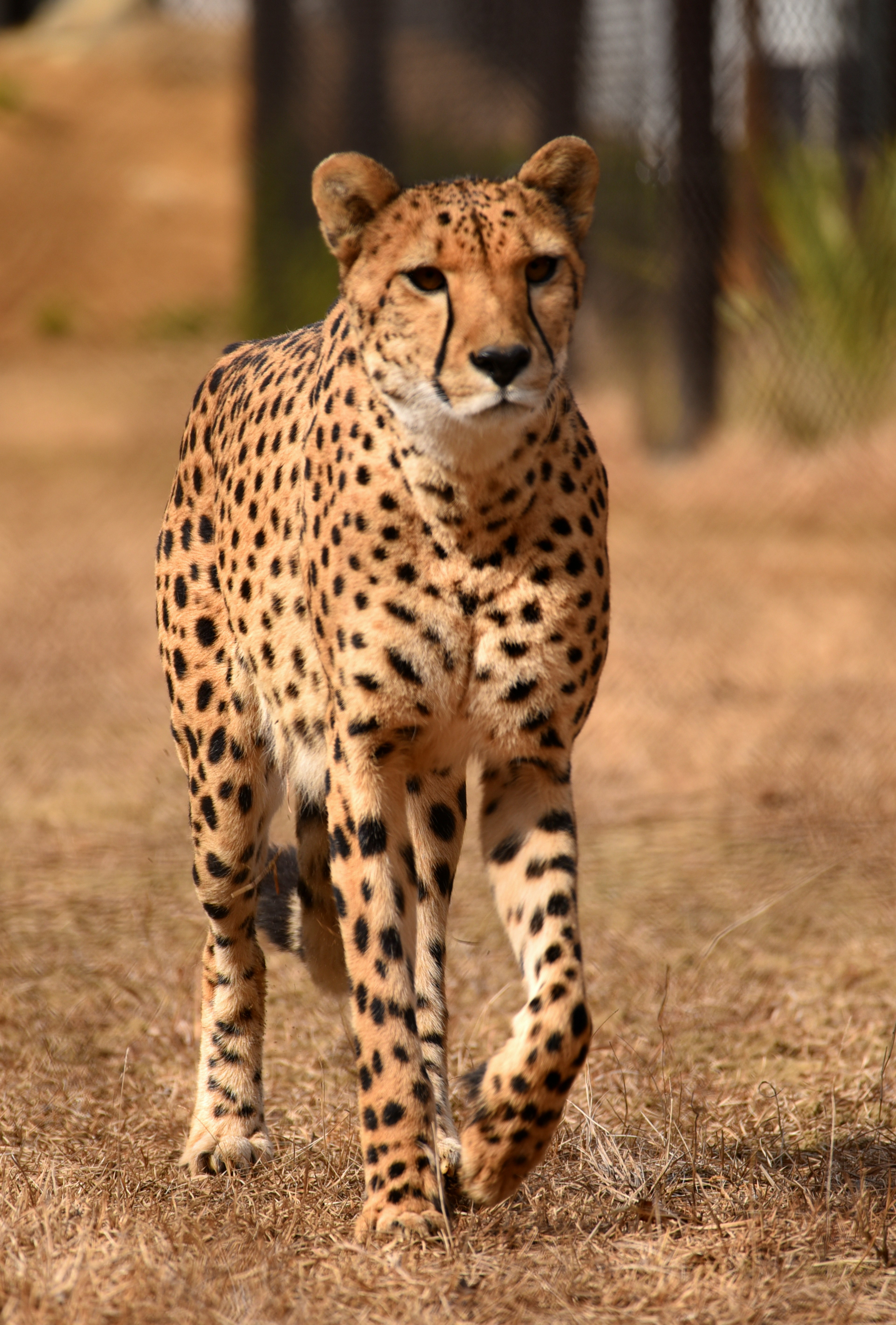 Cheetah berjalan di padang rumput