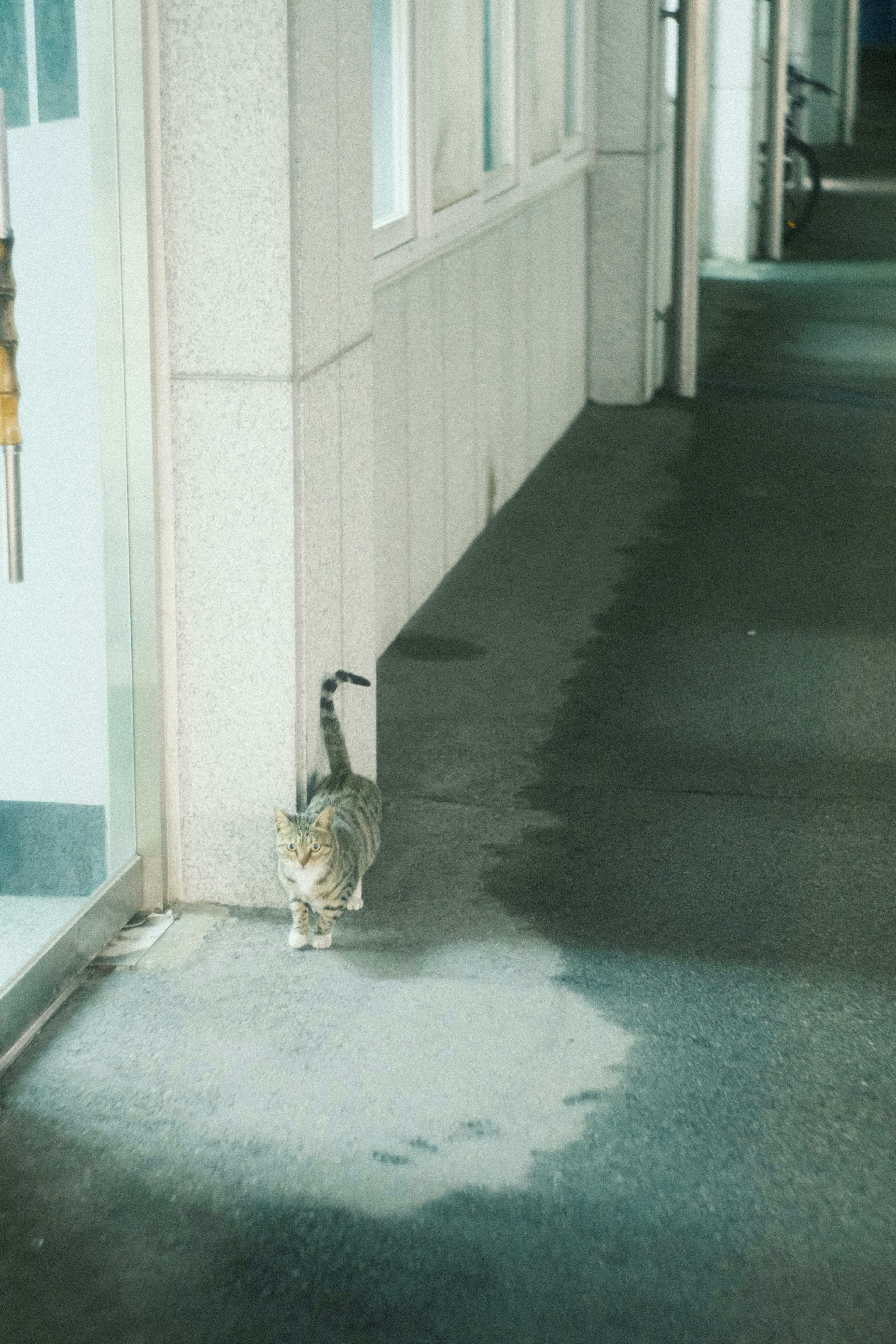 歩道を歩く猫の姿と近くの建物の壁