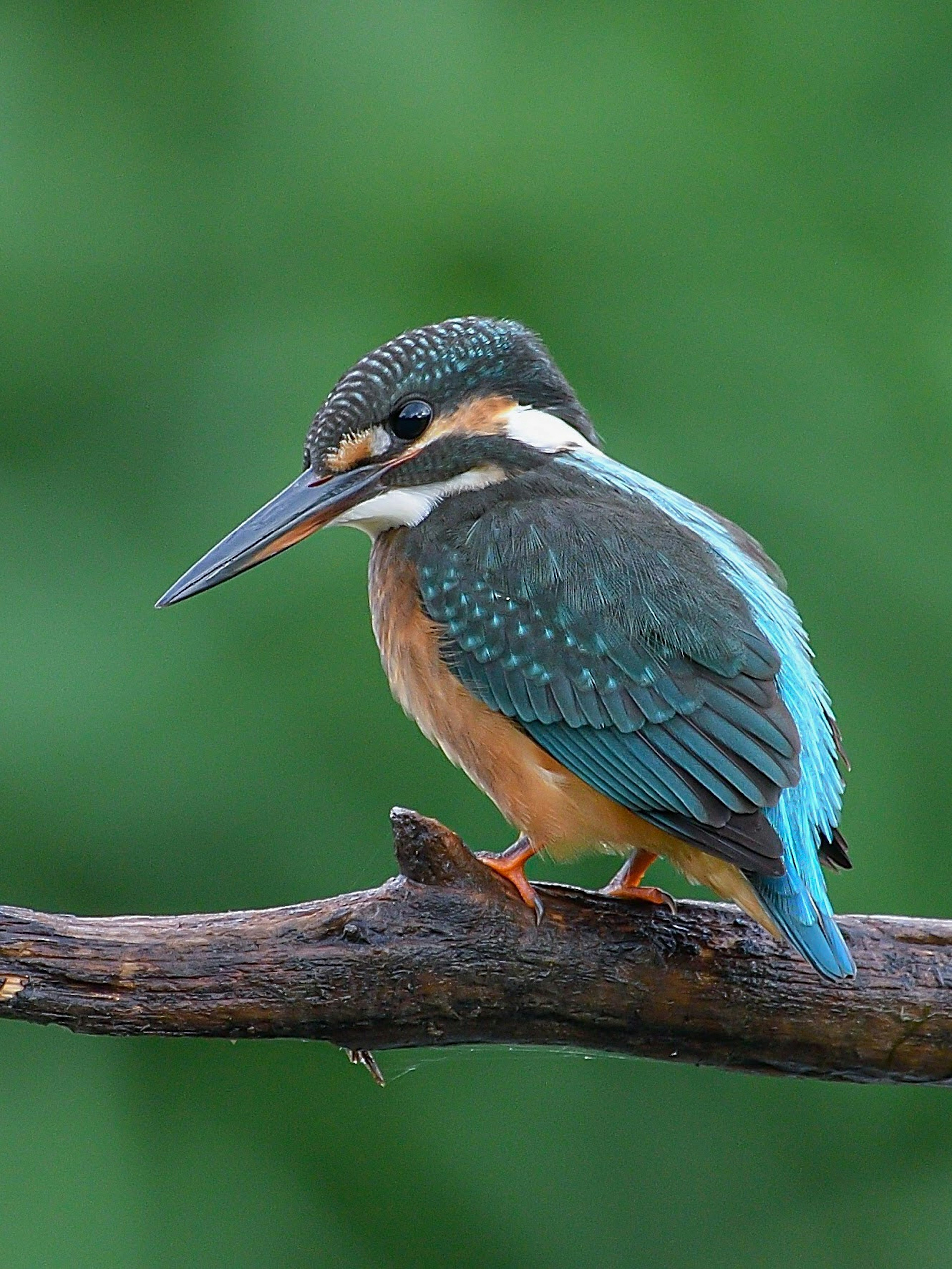 Ein Eisvogel mit blauen Federn, der auf einem Ast sitzt