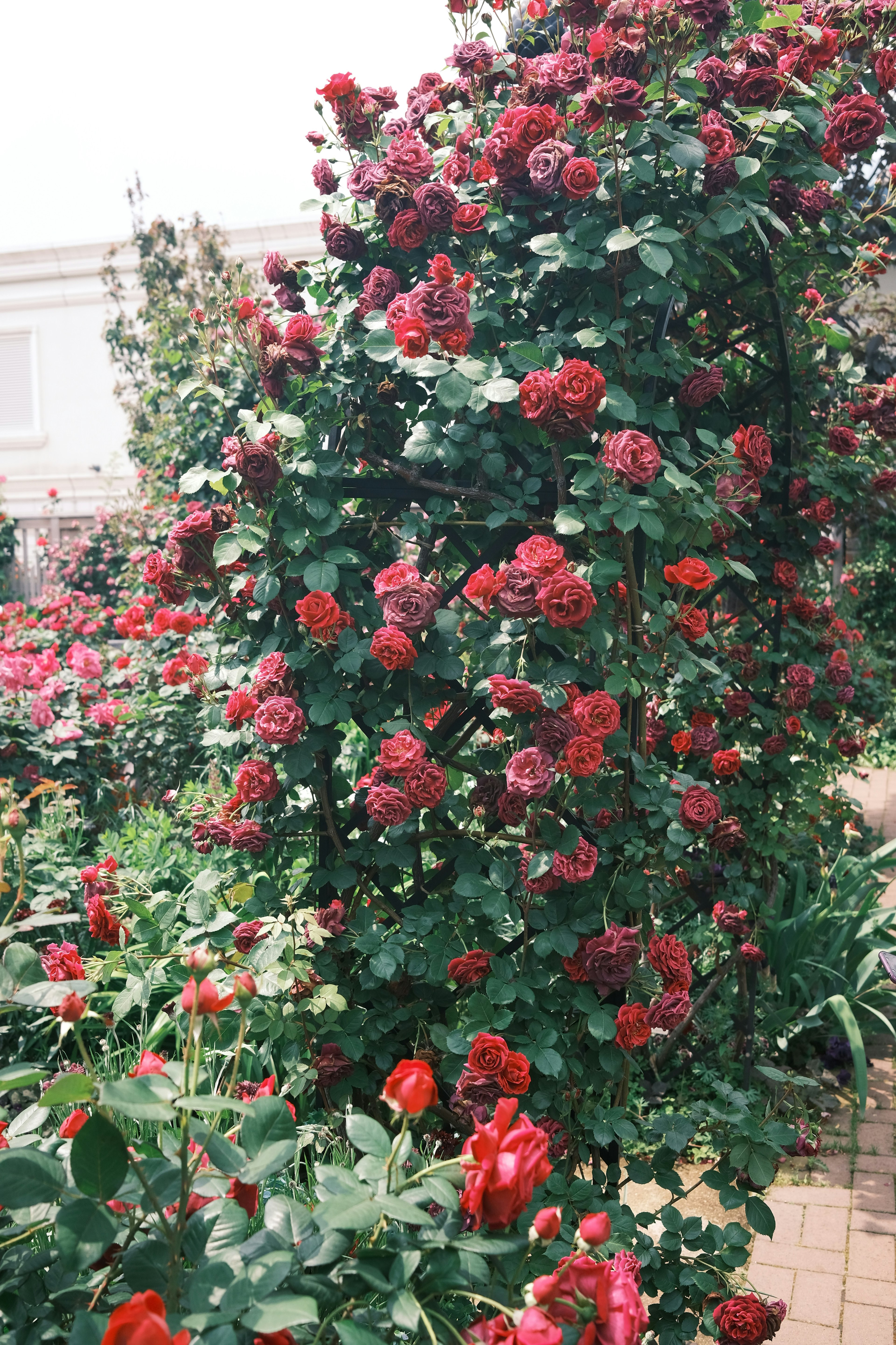 Un affichage vibrant de roses rouges grimpant sur un treillis vert