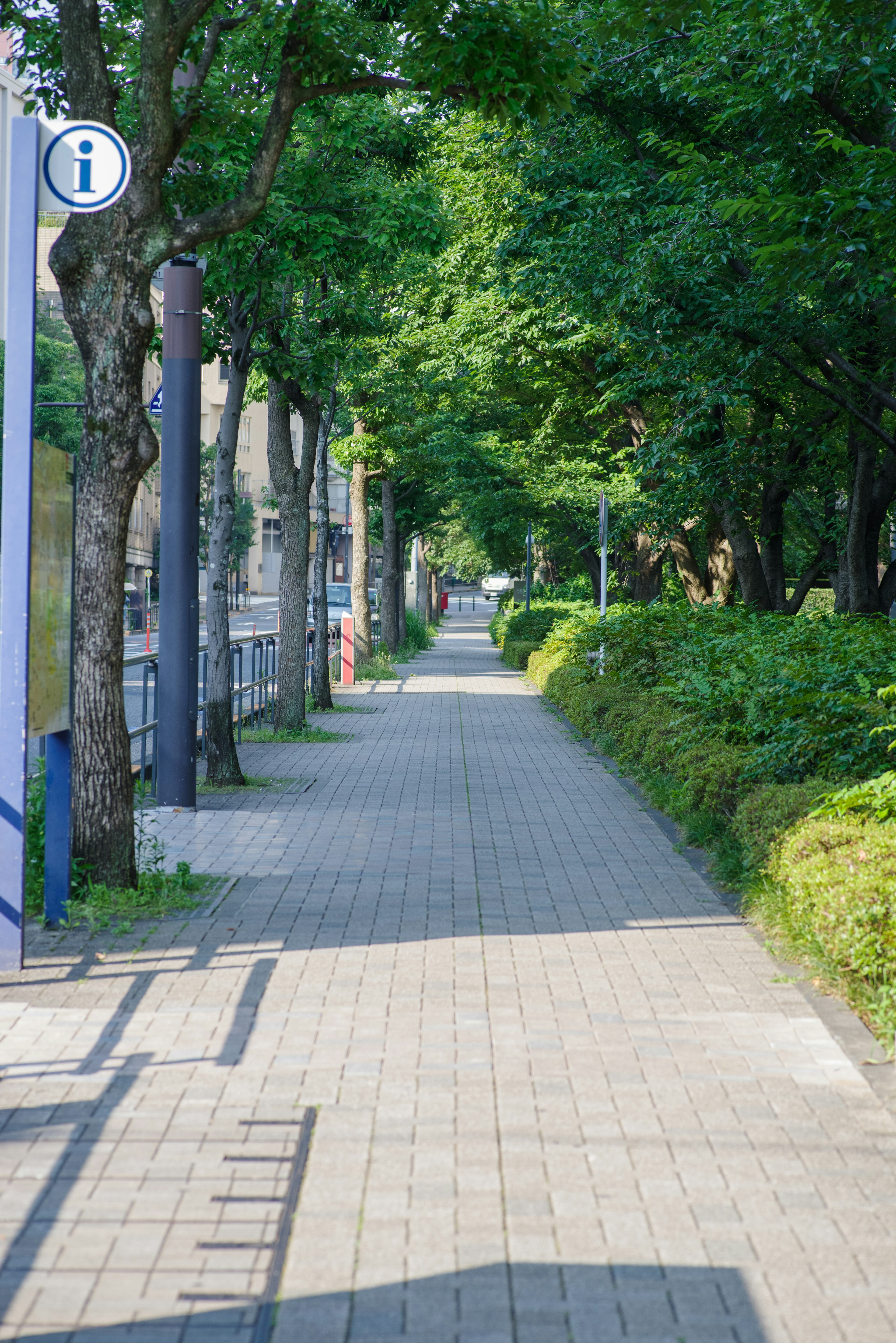 Viale alberato con un sentiero pavimentato e vegetazione