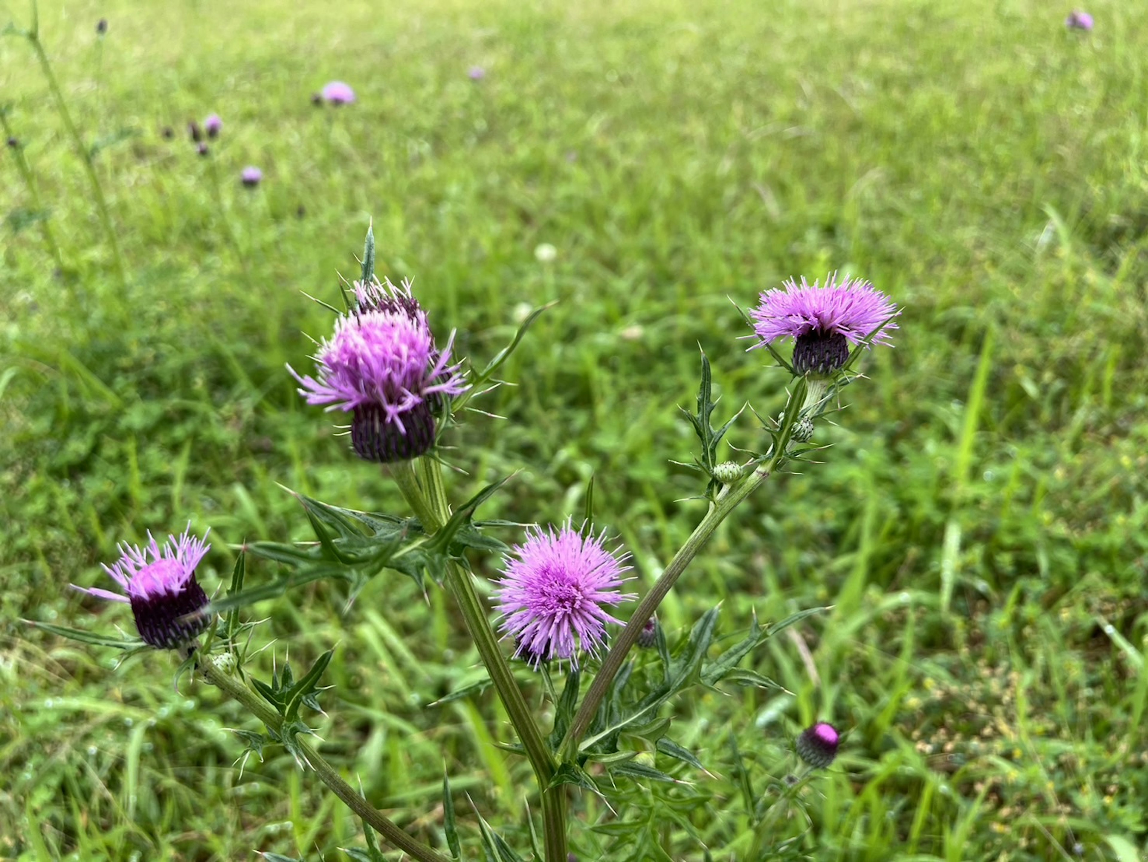 Une plante à fleurs violettes poussant dans une prairie verte