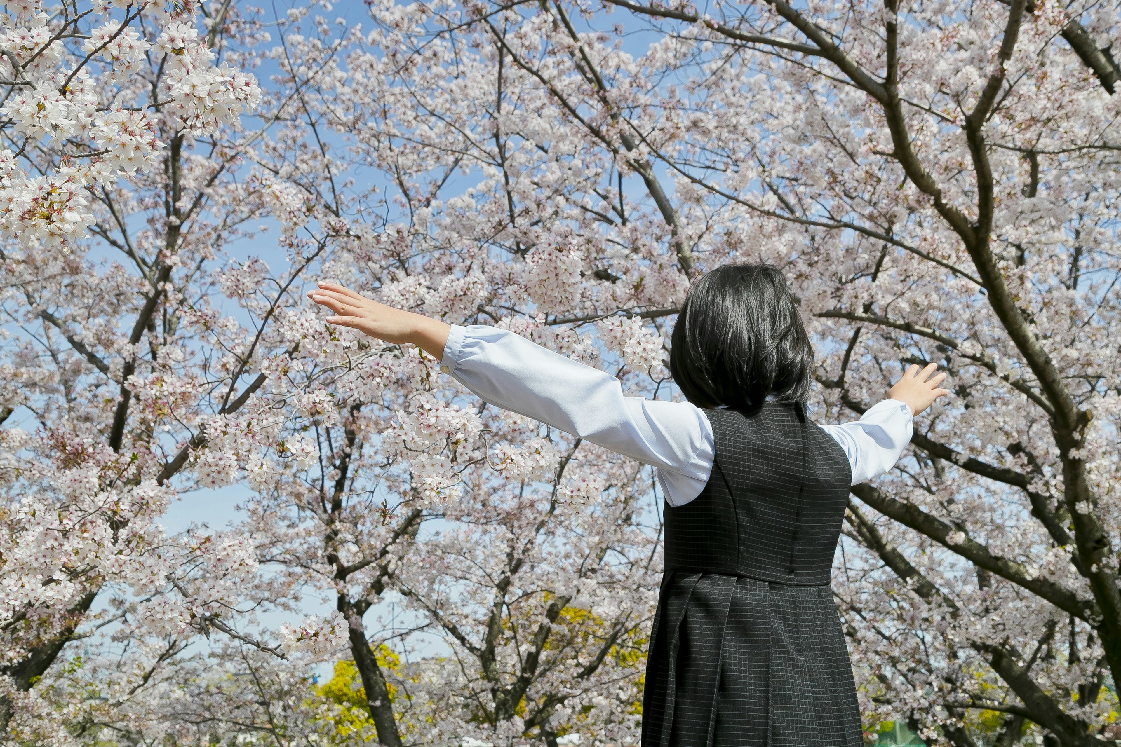 Woman with outstretched arms standing under cherry blossom trees