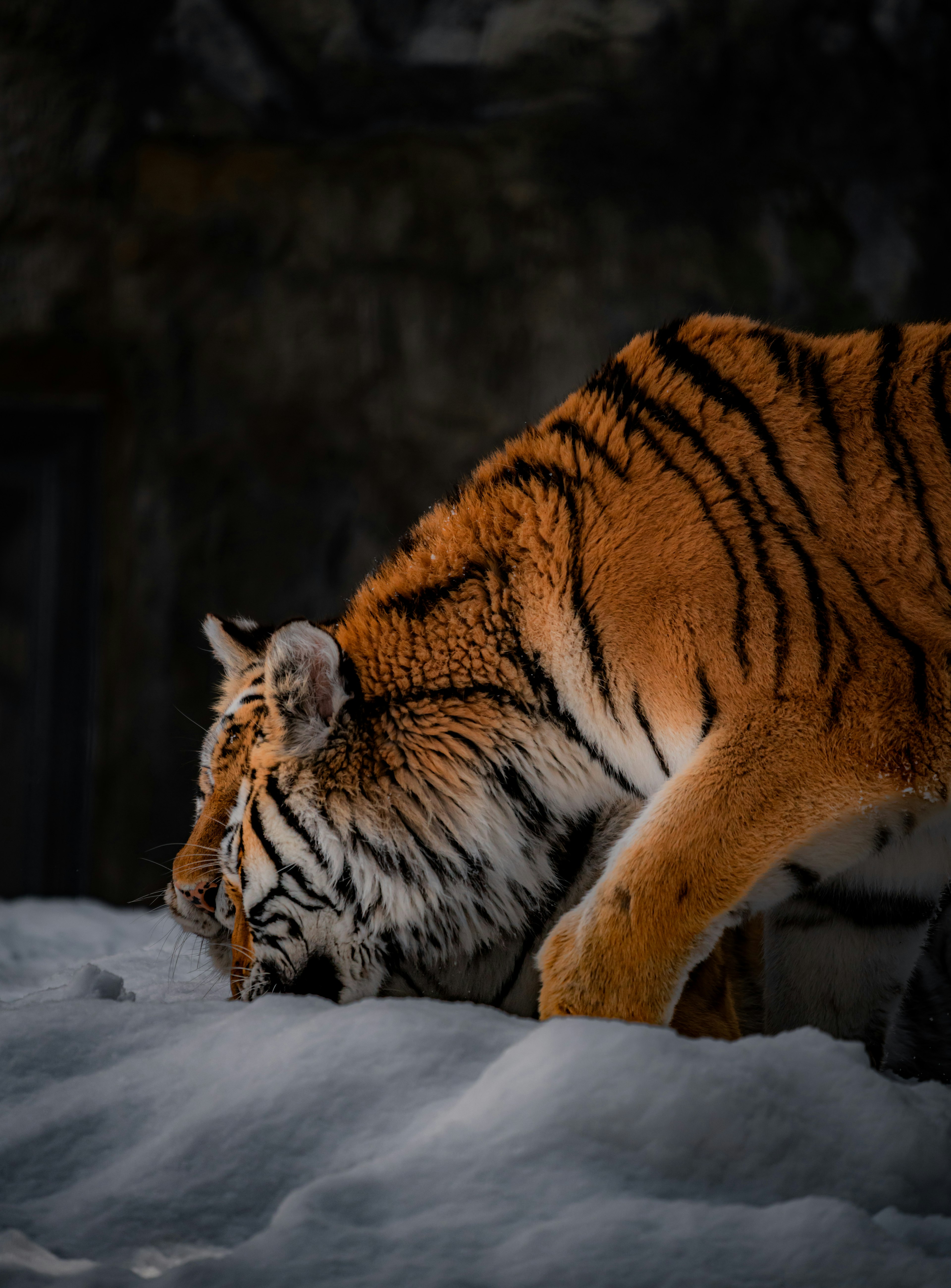 Primo piano di una tigre che si china sulla neve