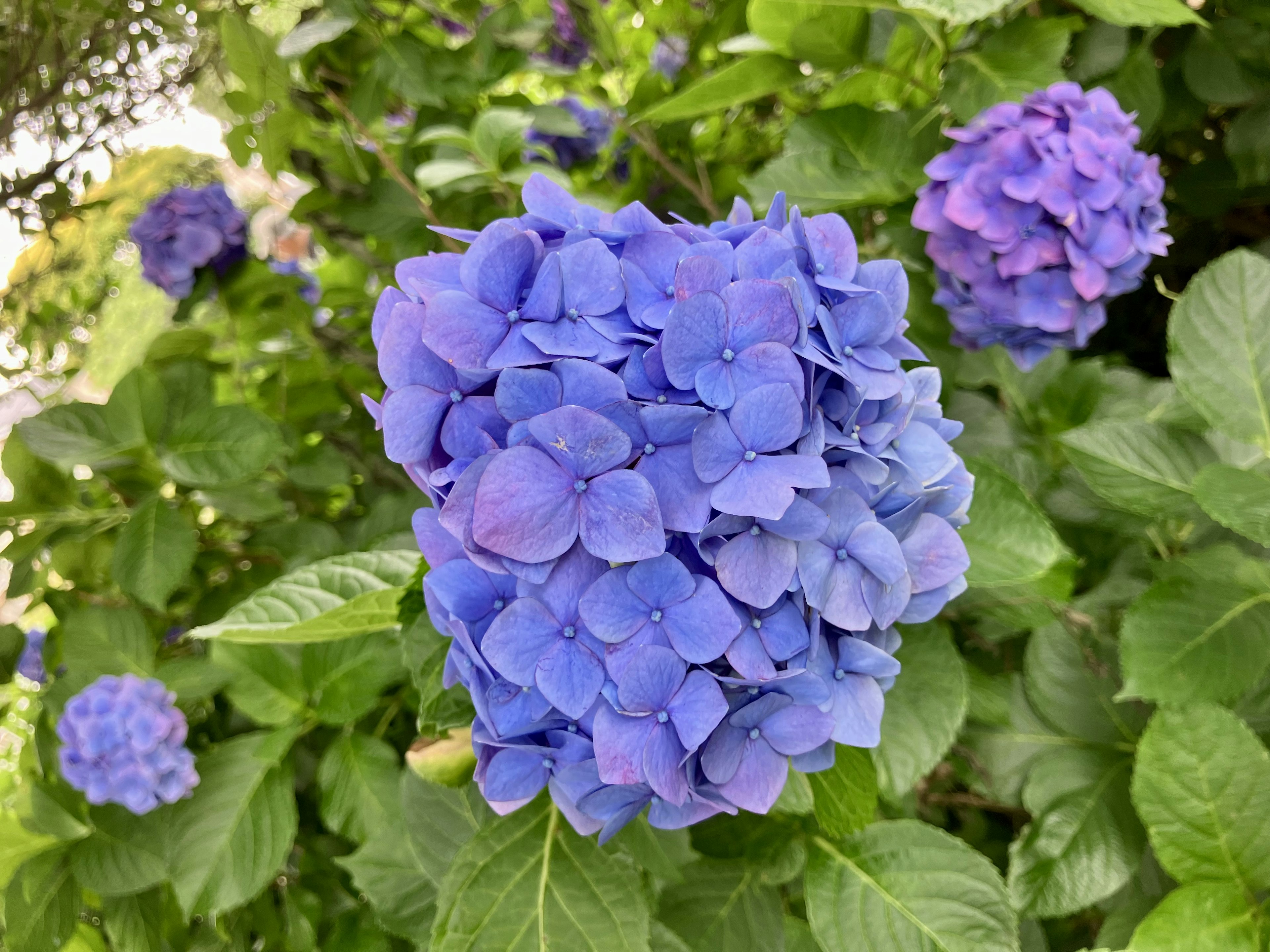 青紫色のアジサイの花が咲いている緑の葉の背景