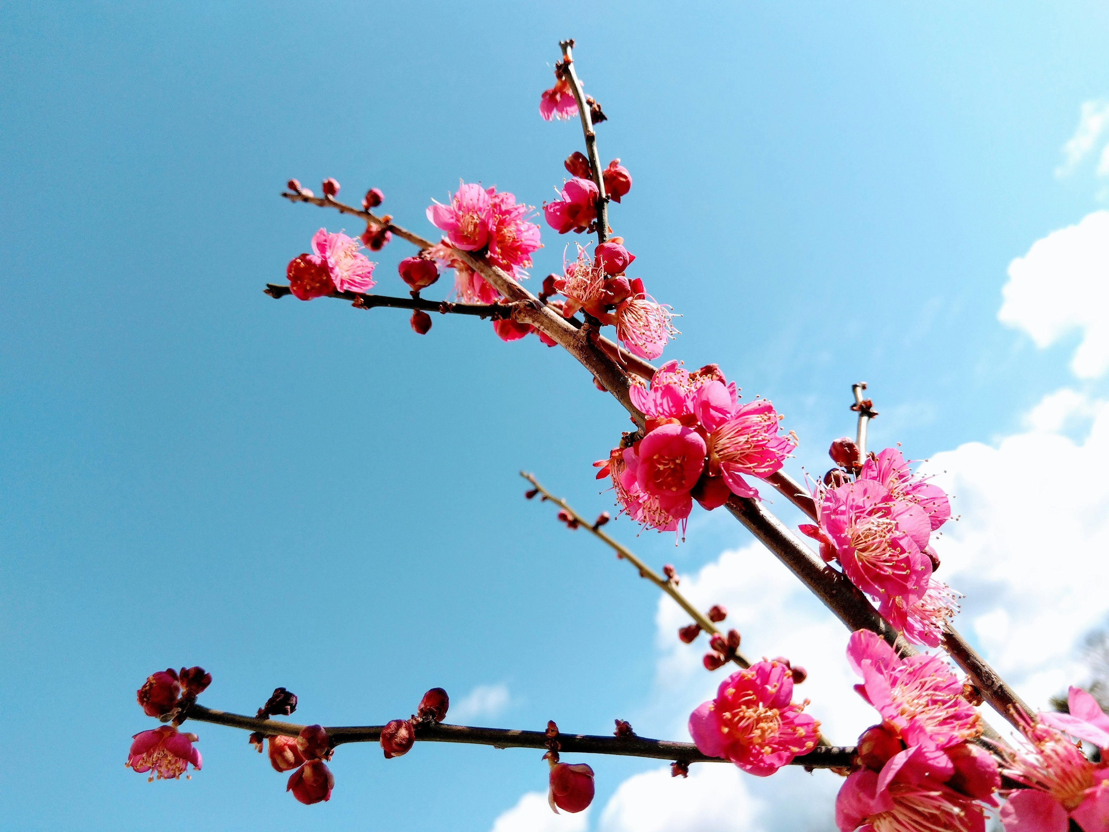 Branches with pink flowers against a blue sky