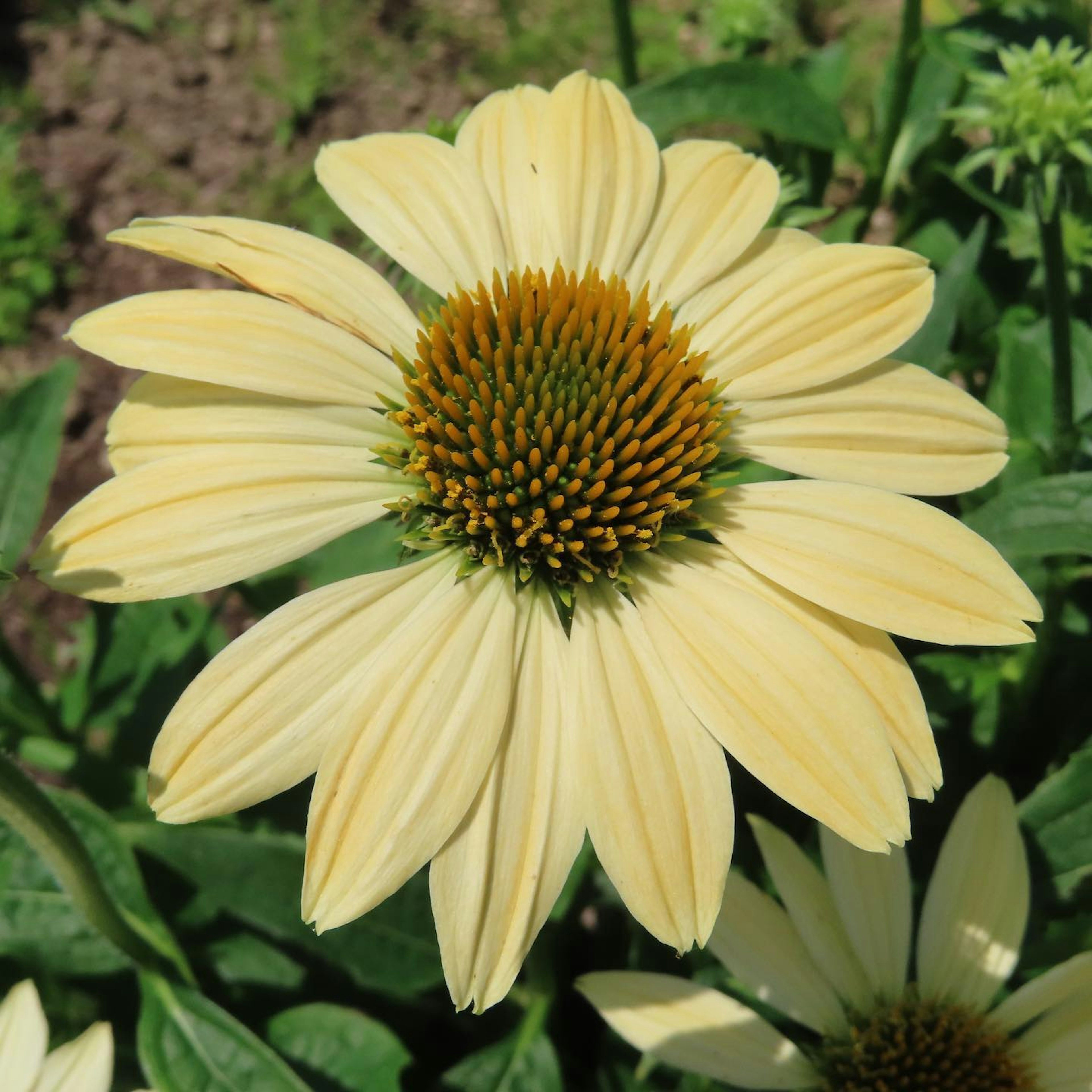 Una flor de equinácea amarilla pálida con un cono central rodeado de pétalos planos