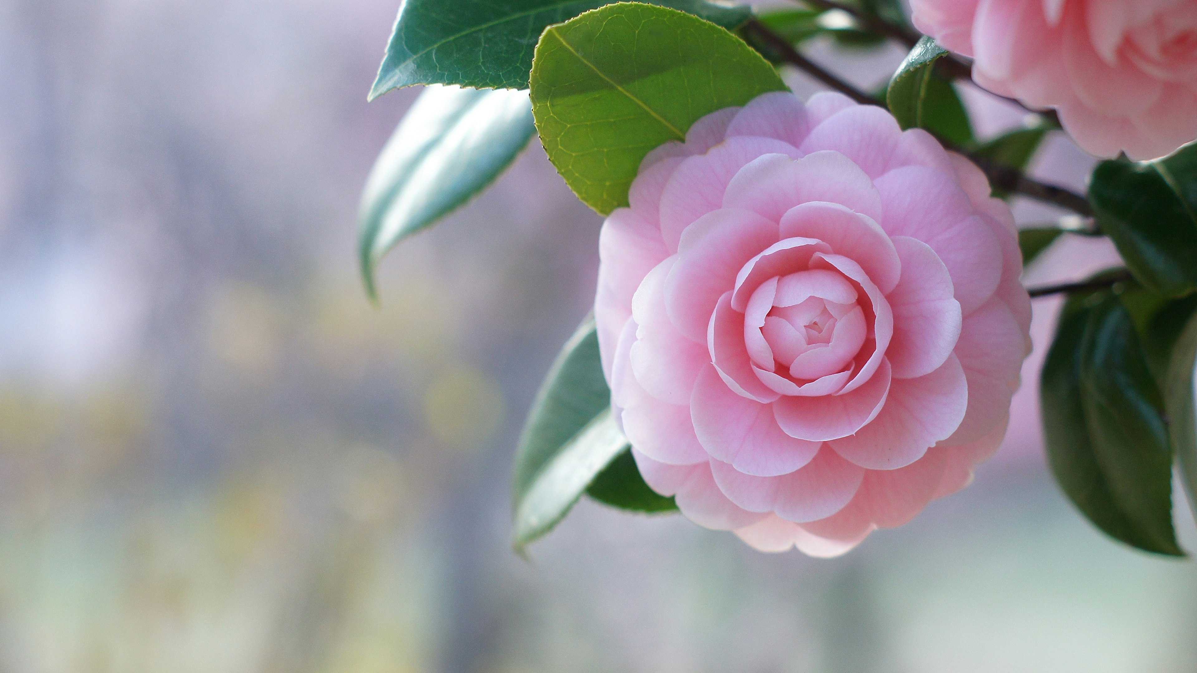 Hermosa flor de camelia rosa con hojas verdes