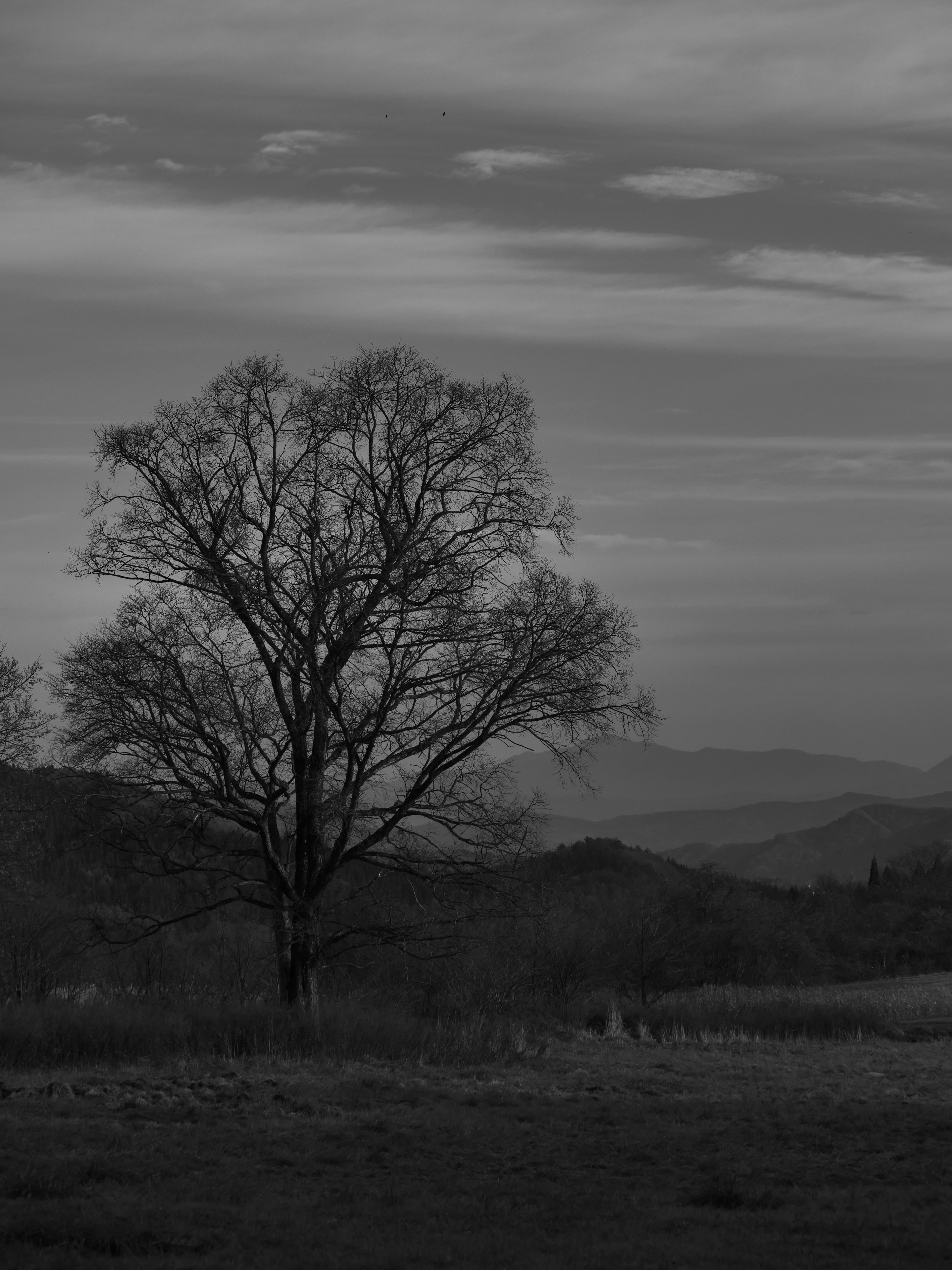 Large tree in black and white landscape with mountains in the background