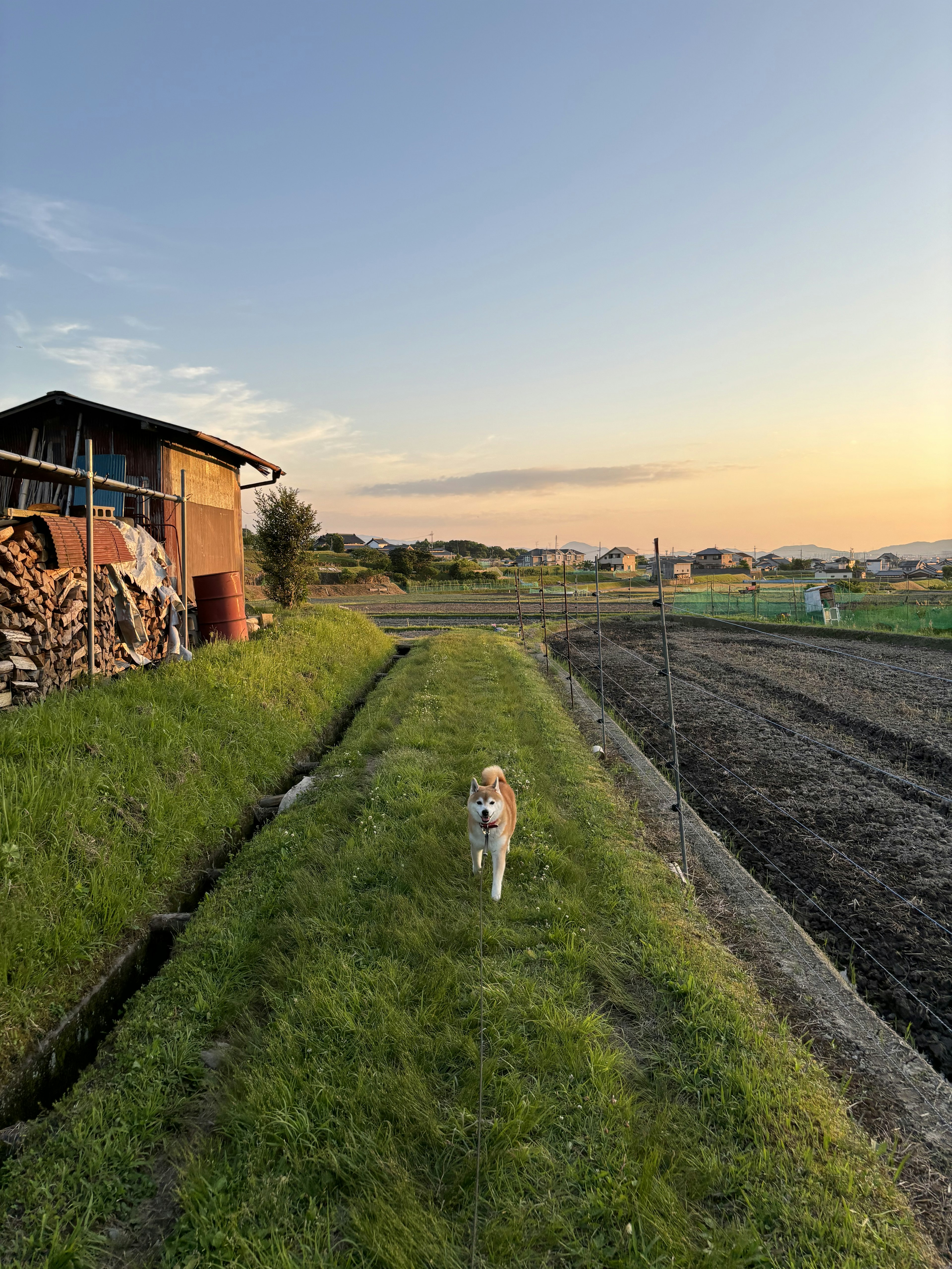 Un chien marchant le long d'un chemin rural au coucher du soleil