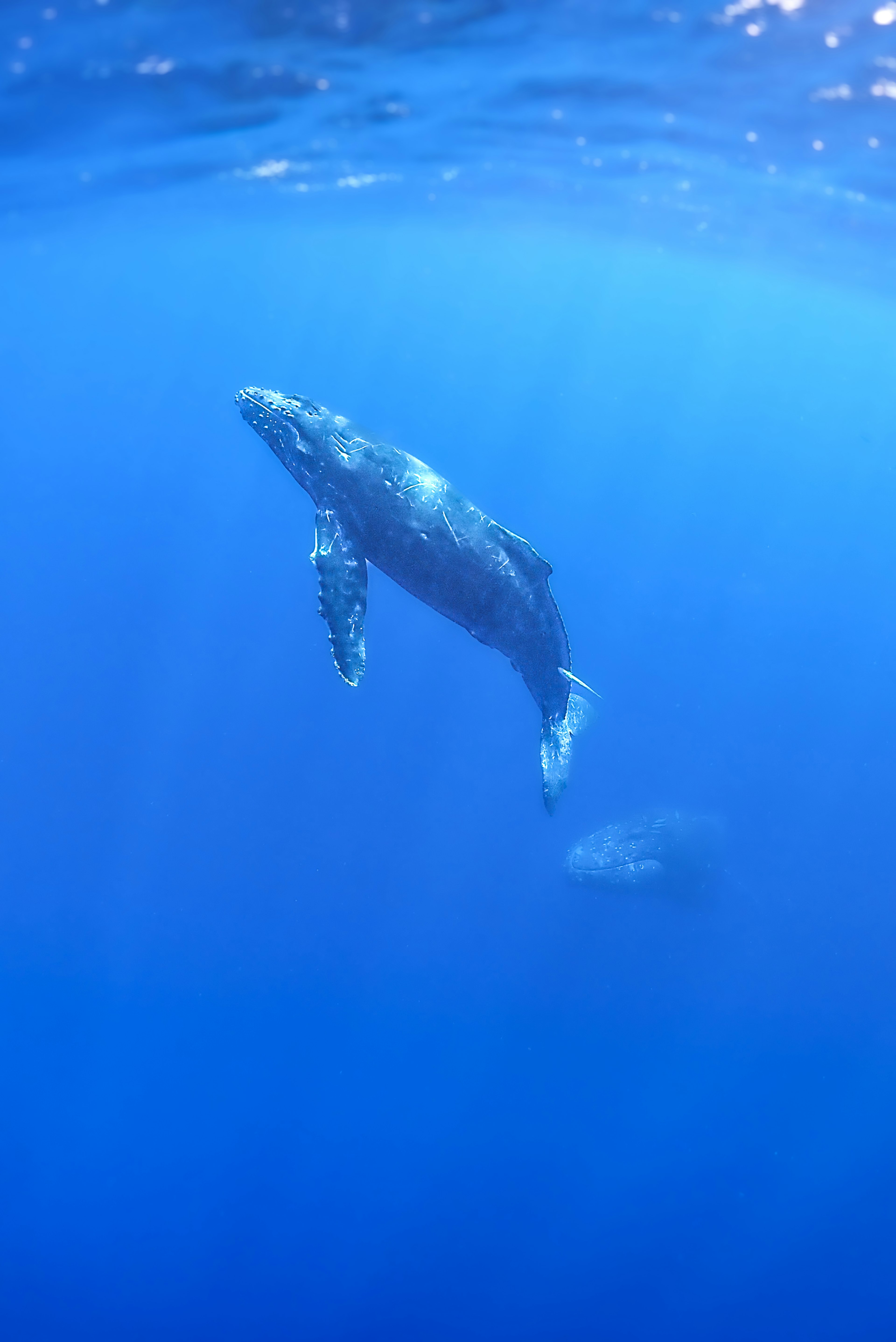 Ballena jorobada nadando en aguas oceánicas profundas