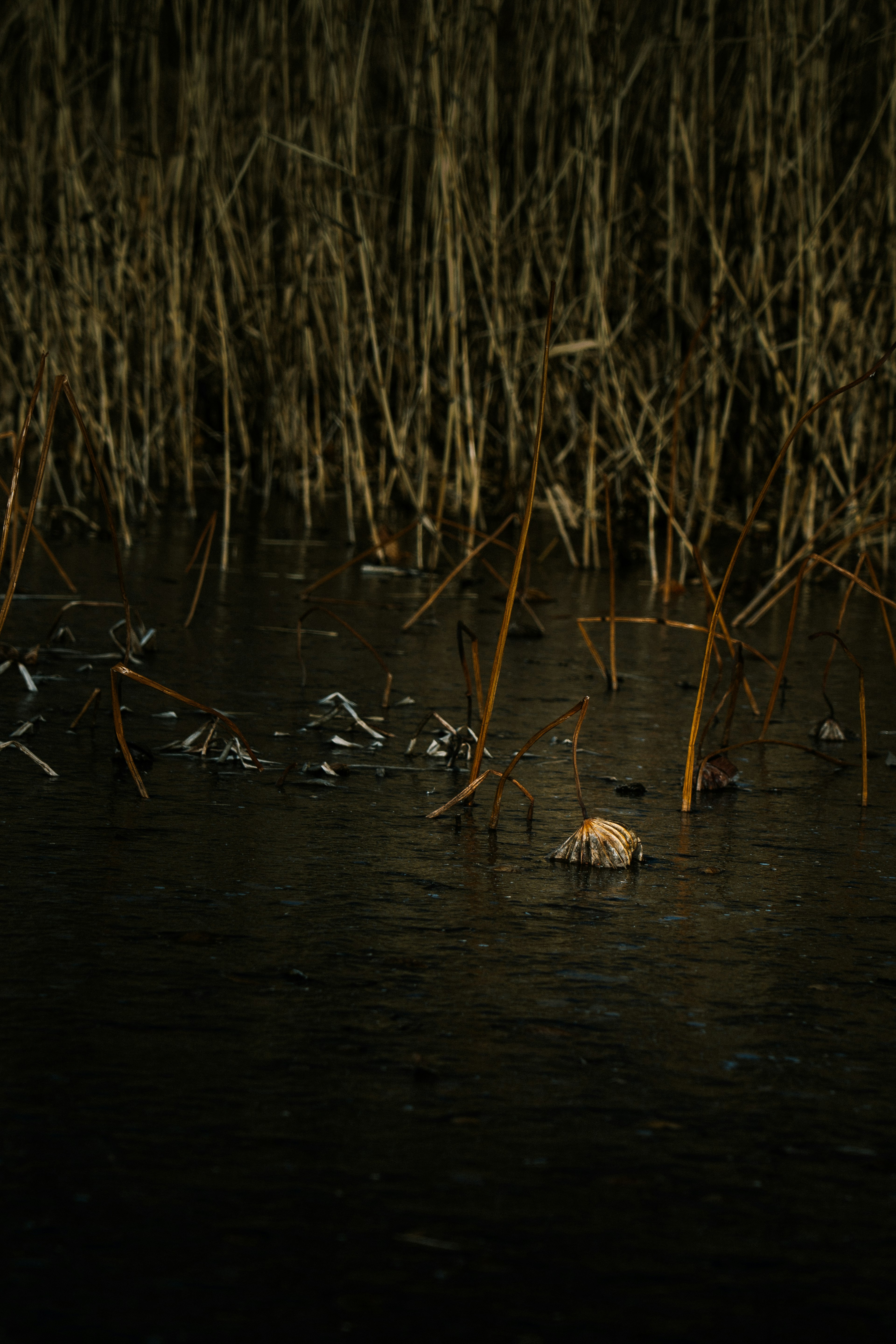 A small creature floating on dark wetland water with dried plants in the background