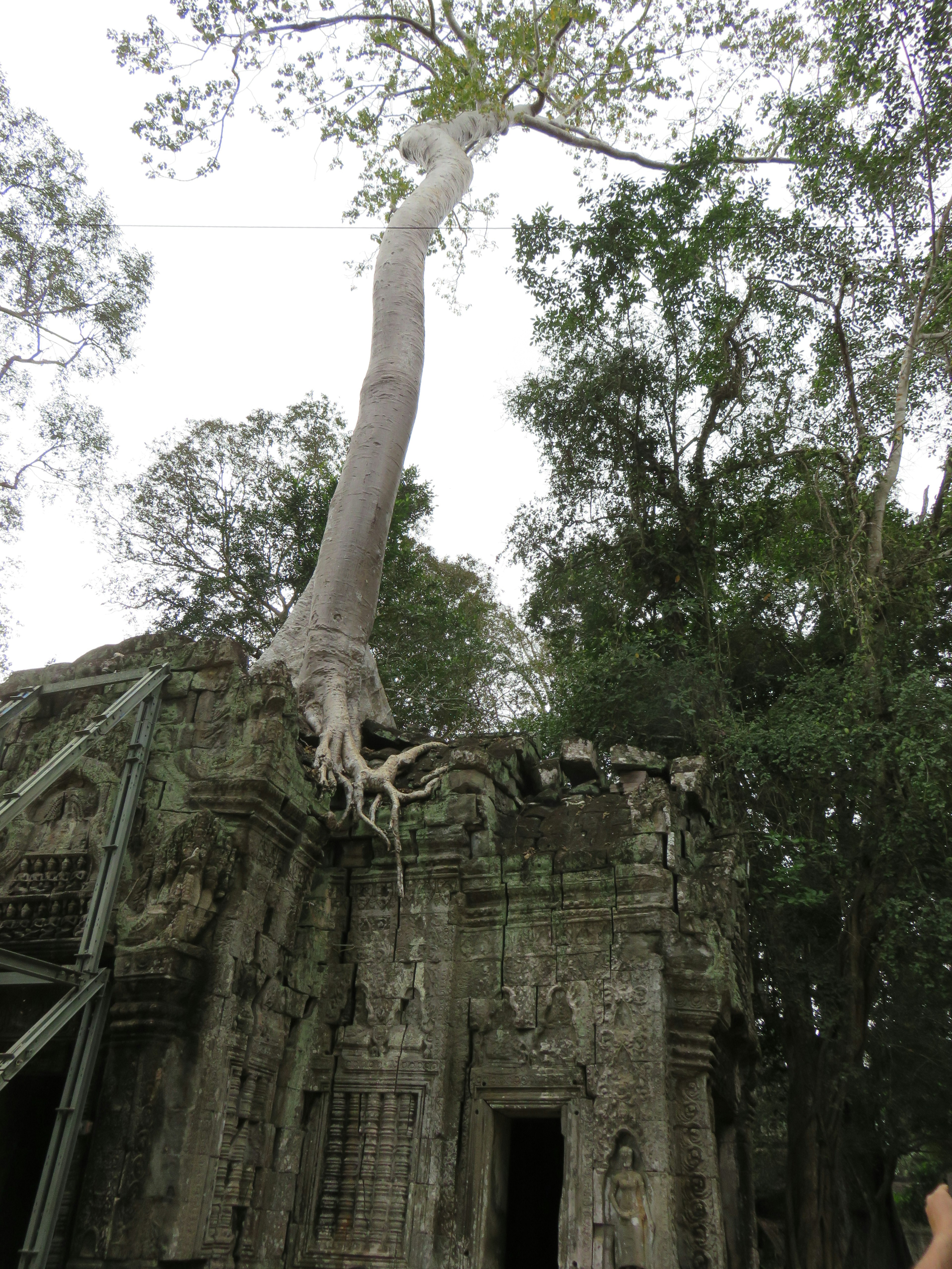 Un grand arbre englobant un temple ancien